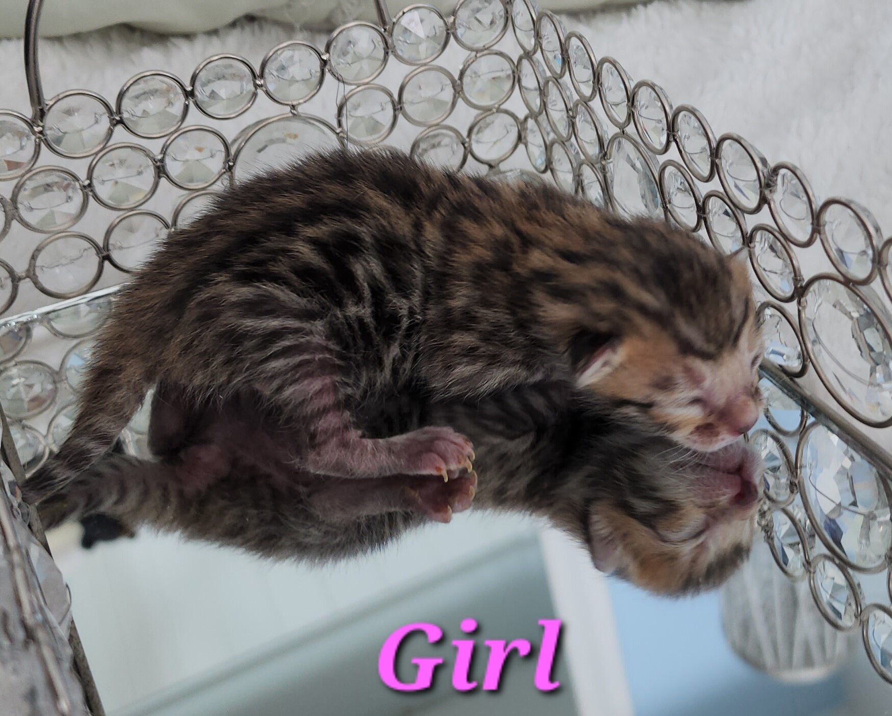 Purebred Brown Rosette Bengal Kitten in Minnesota