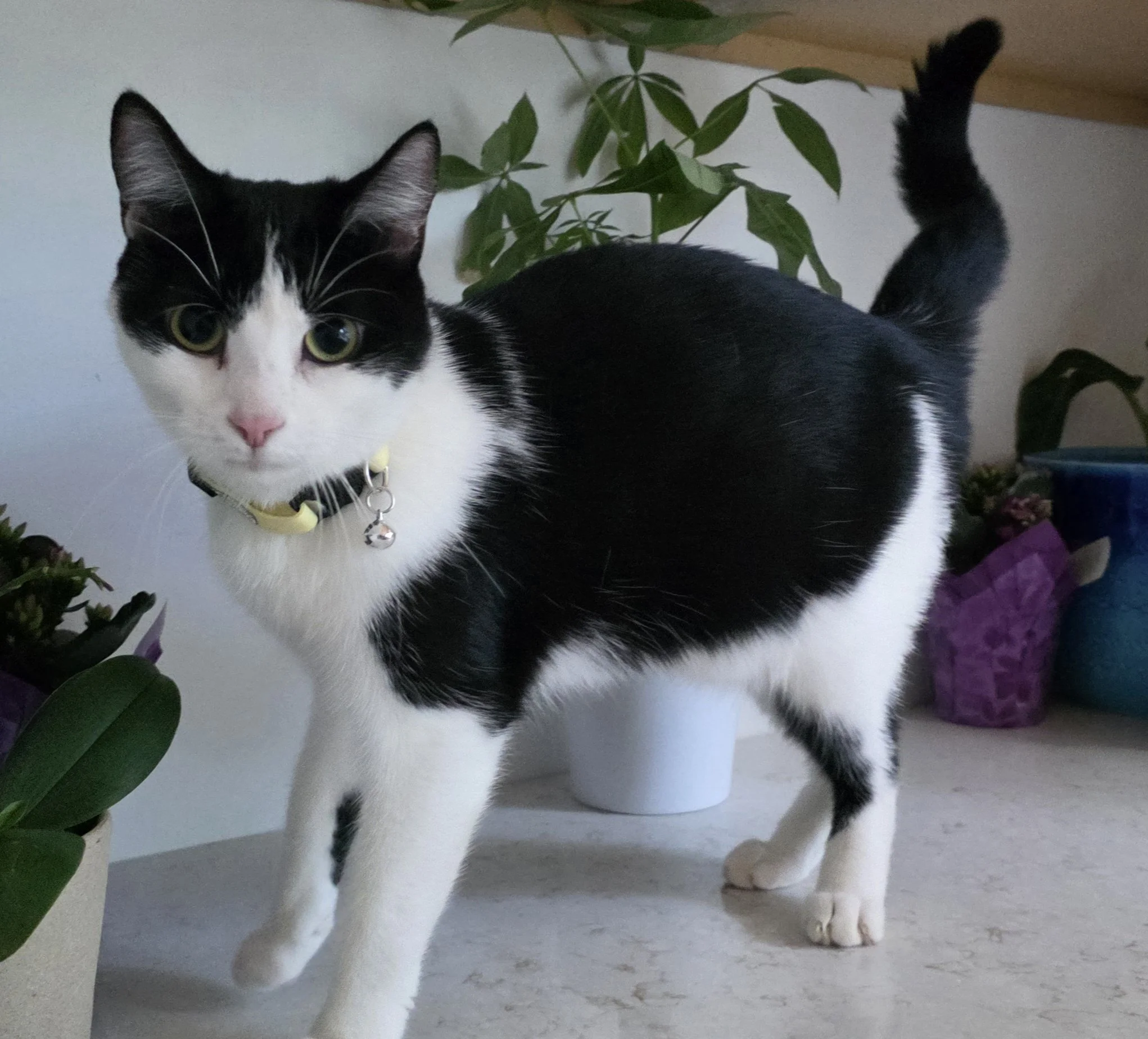 Female Black and White Cat