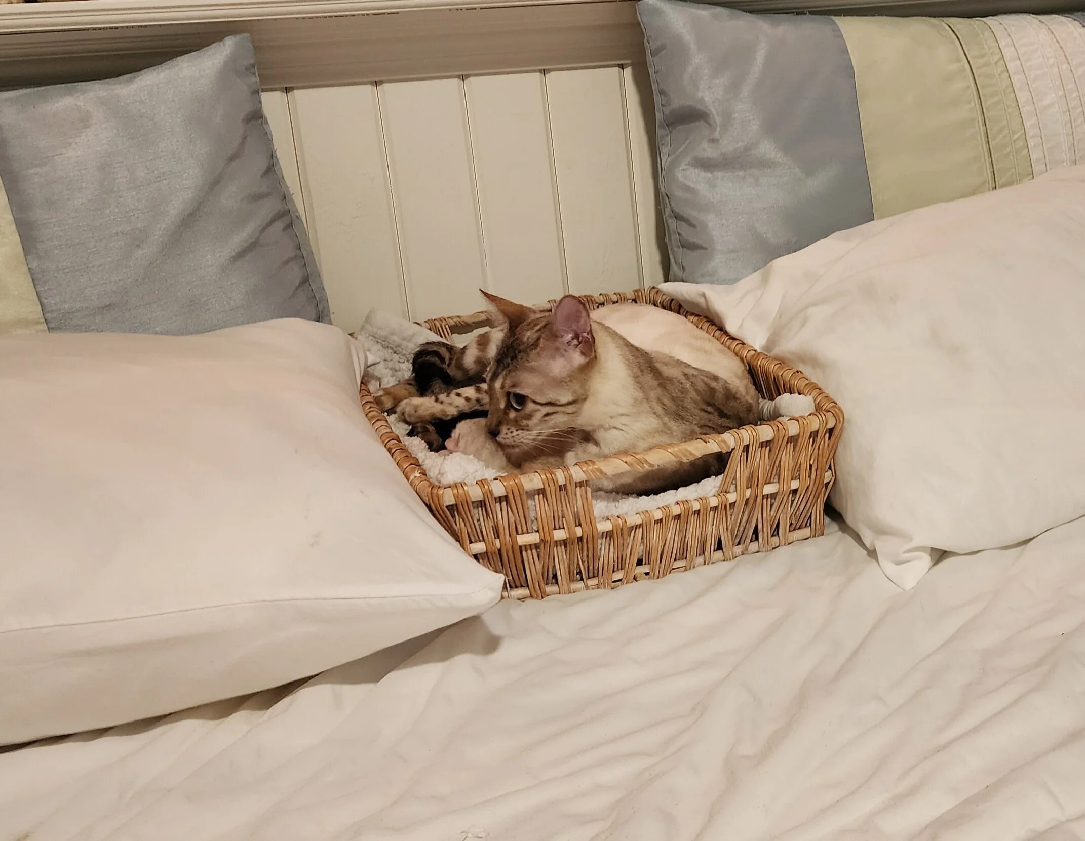 Brown and Snow Rosette Bengal Kittens Available in Minnesota 