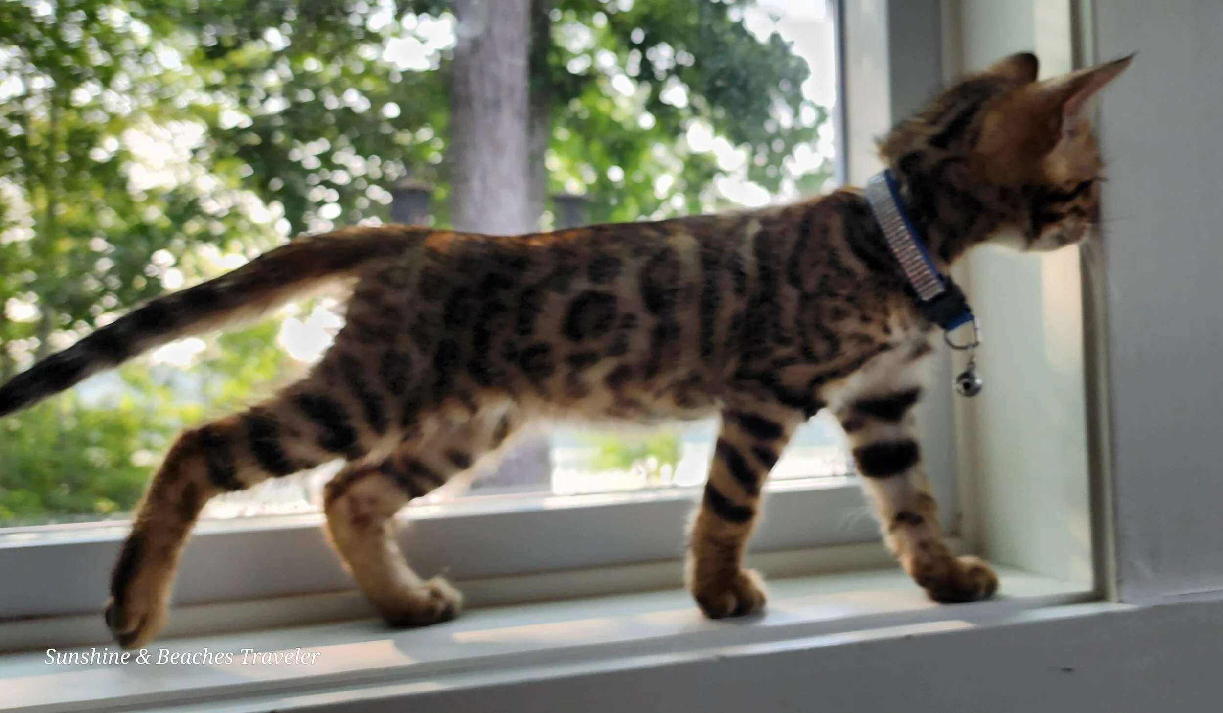 Purebred TICA Registered Male Brown Rosette Bengal Kitten Available in Minnesota
