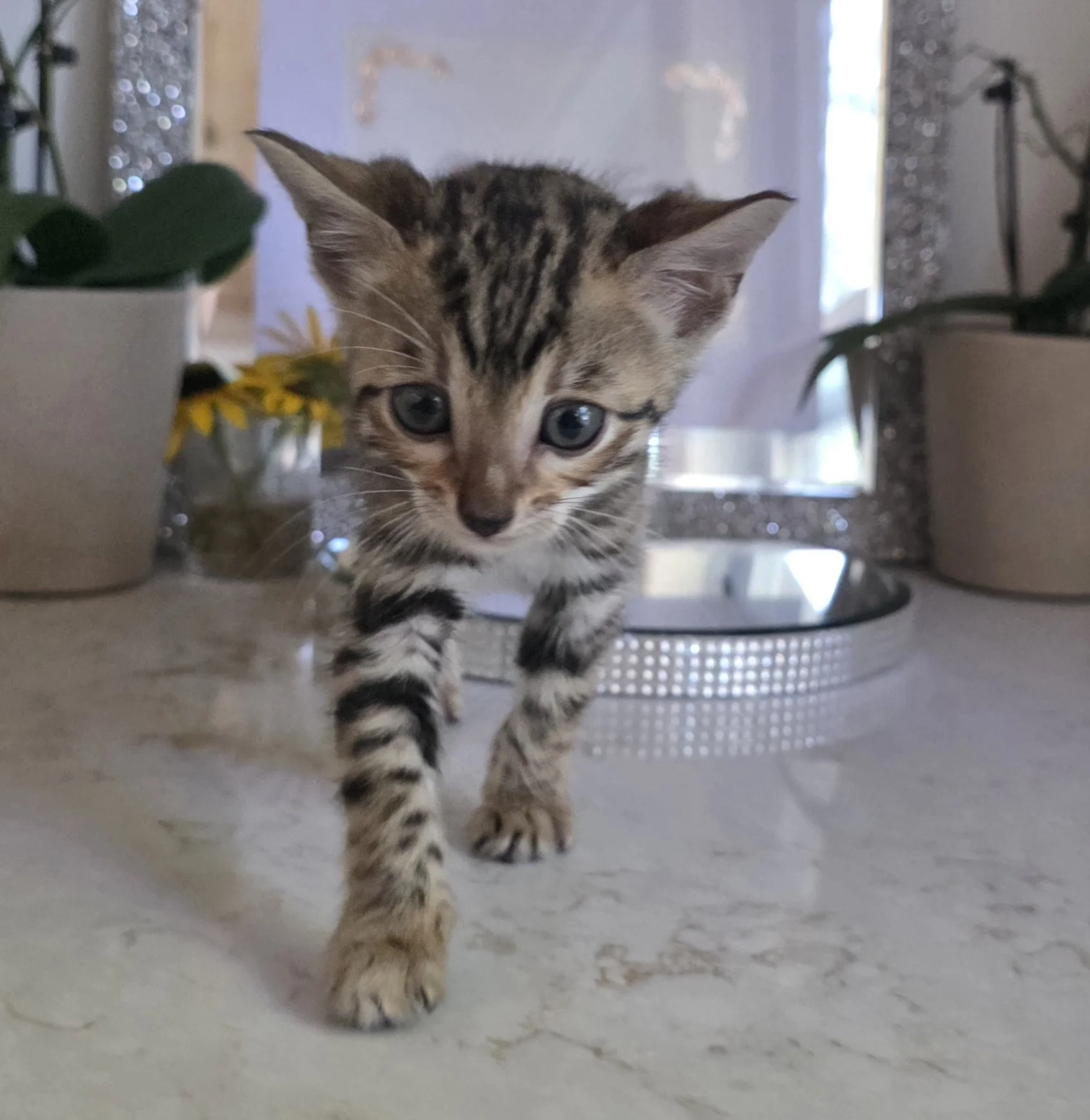 Seven-Week-Old Brown Bengal Kitten