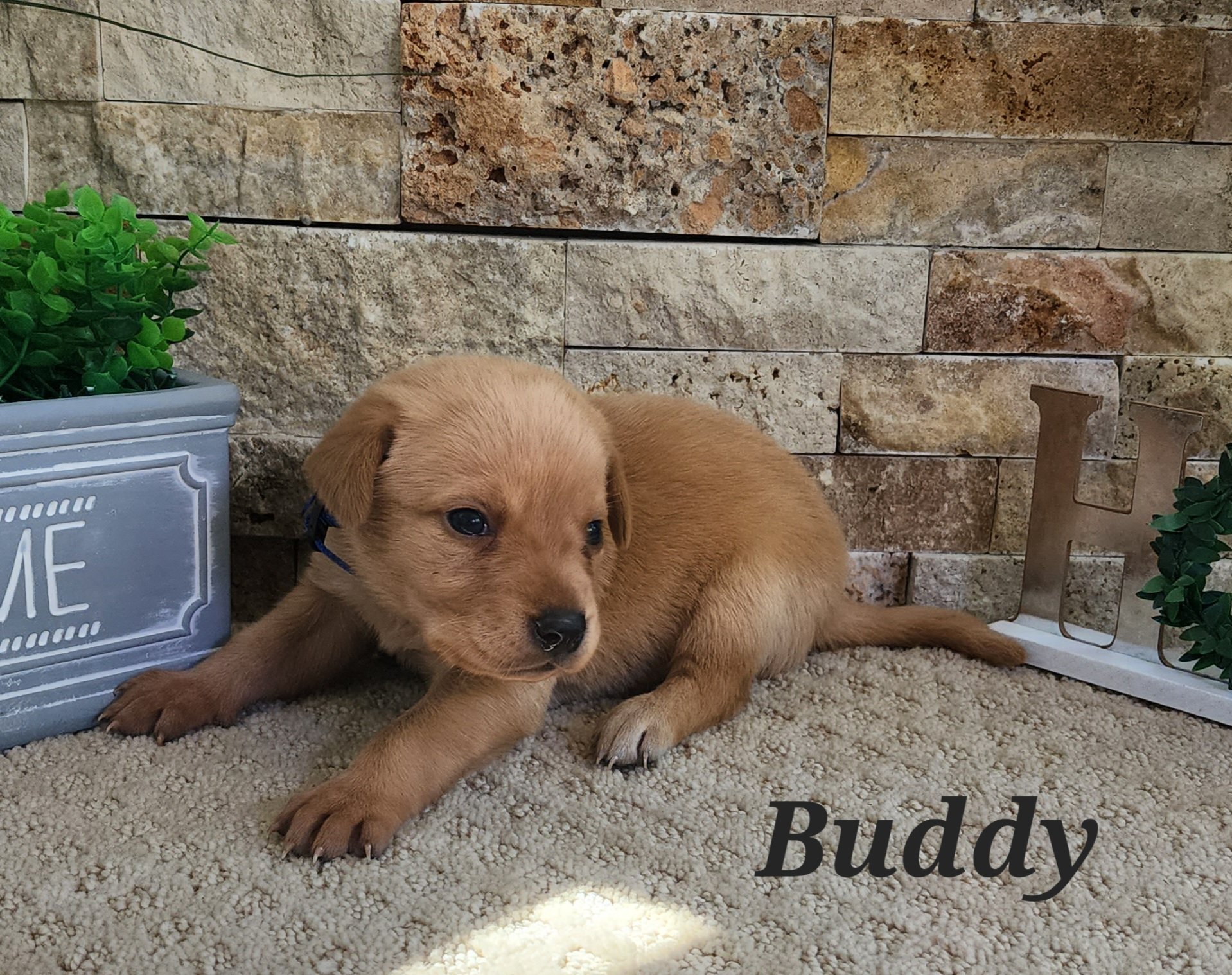 Male Yellow Fox Red Labrador Retriever Puppy in Minnesota