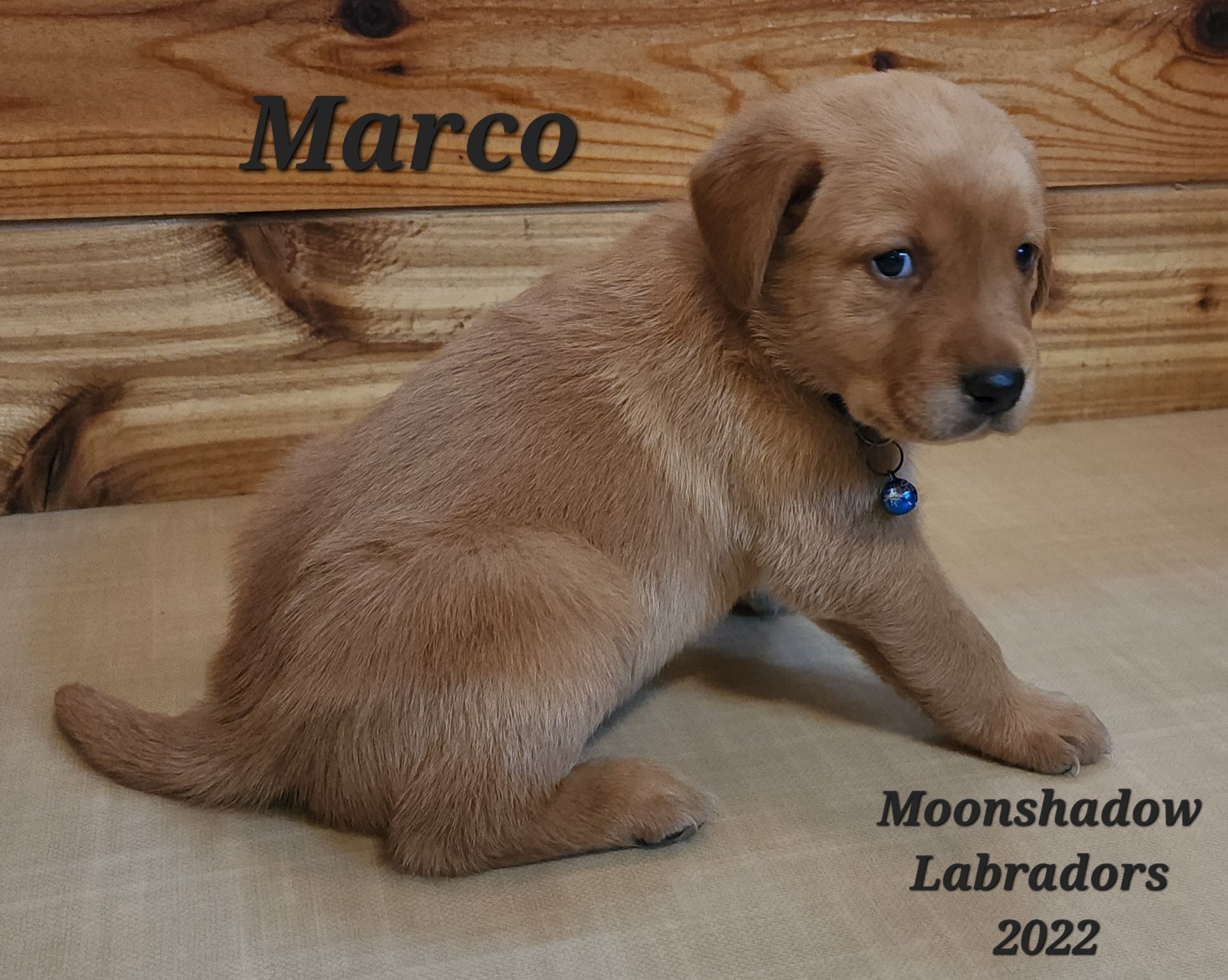 AKC Yellow Fox Red Labrador Retriever Puppies Available in Minnesota