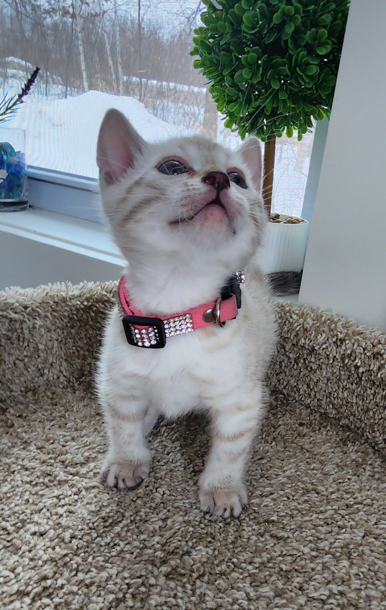 Purebred TICA Registered Female Snow Rosette Bengal Kitten in Minnesota