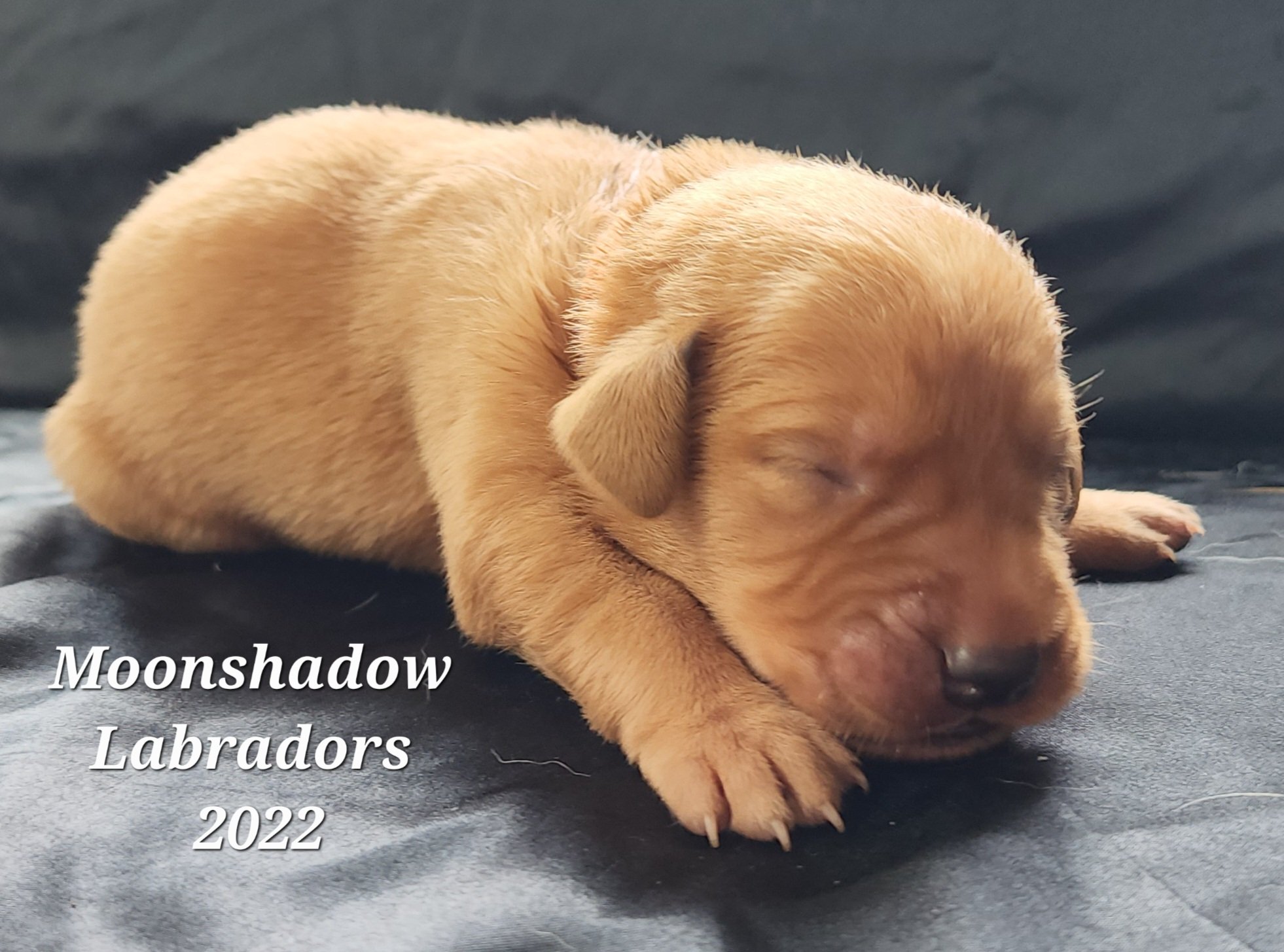 Male Yellow Fox Red Labrador Retriever Puppy in Minnesota
