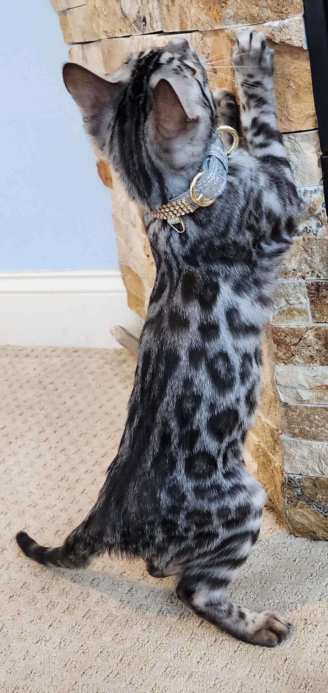 Silver Bengal in Minnesota