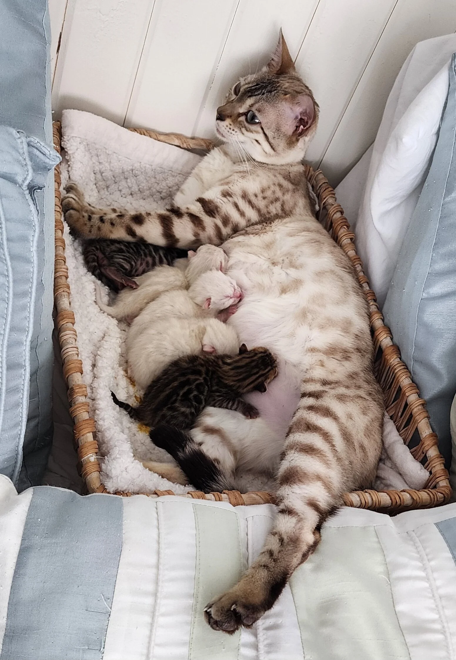 Brown and Snow Rosette Bengal Kittens Available in Minnesota 