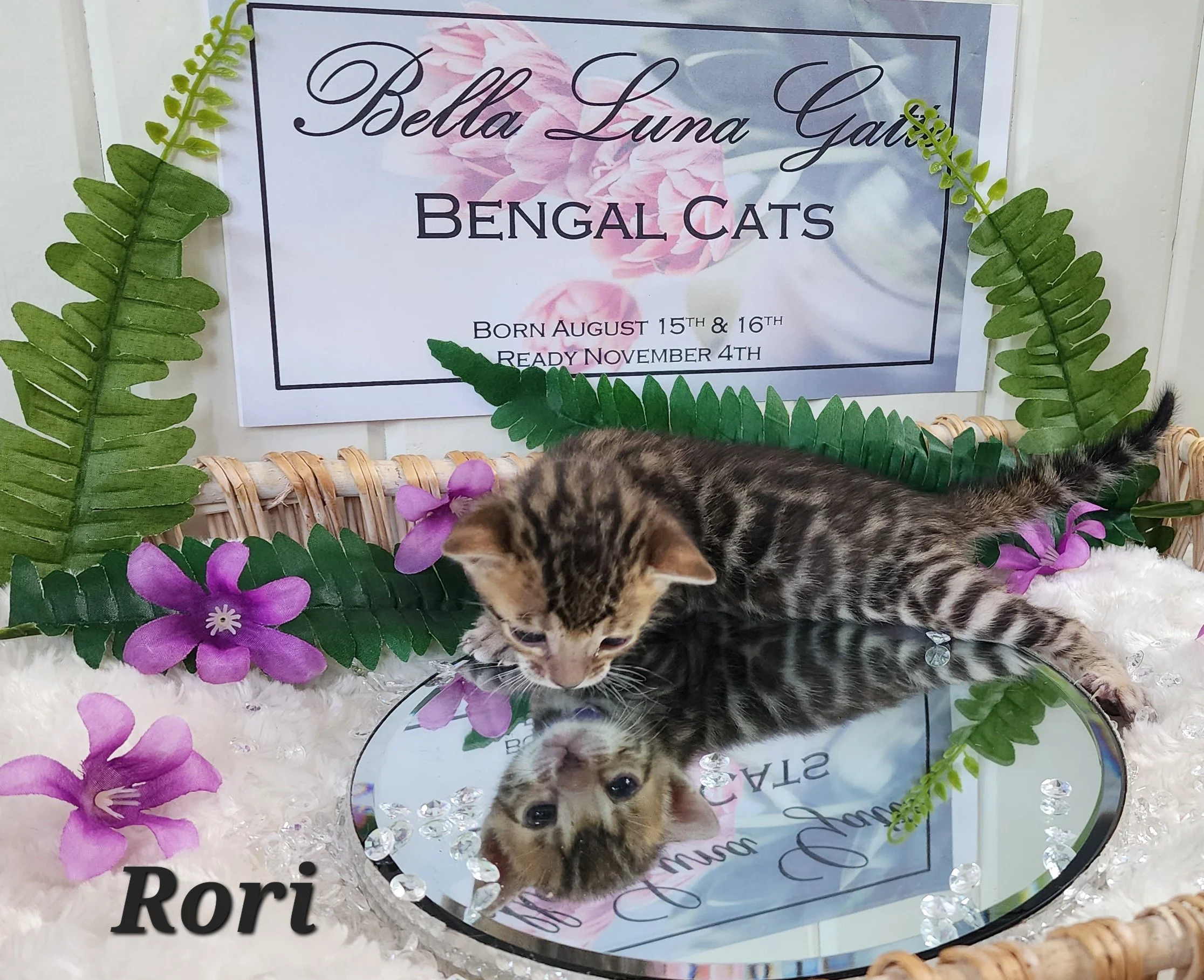 Female Brown/Black Rosette Bengal in Minnesota