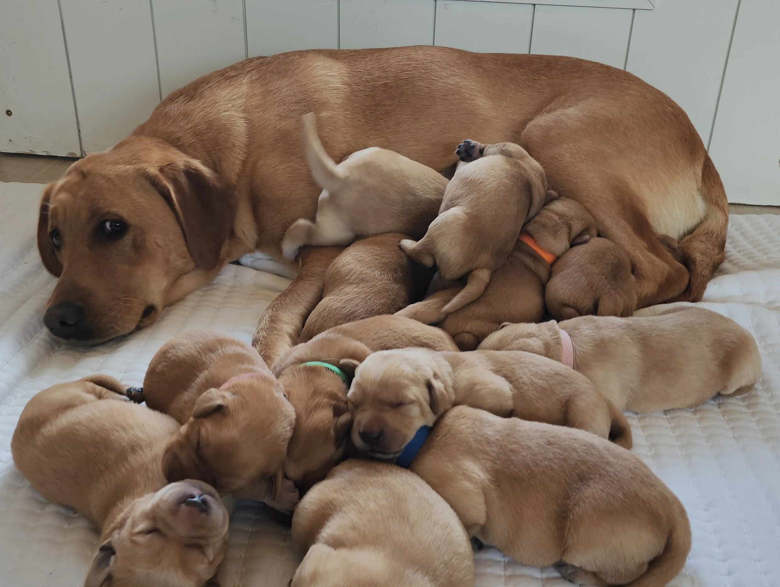 OFA Health Tested AKC Yellow Fox Red Labrador Retriever Puppies Available in Minnesota