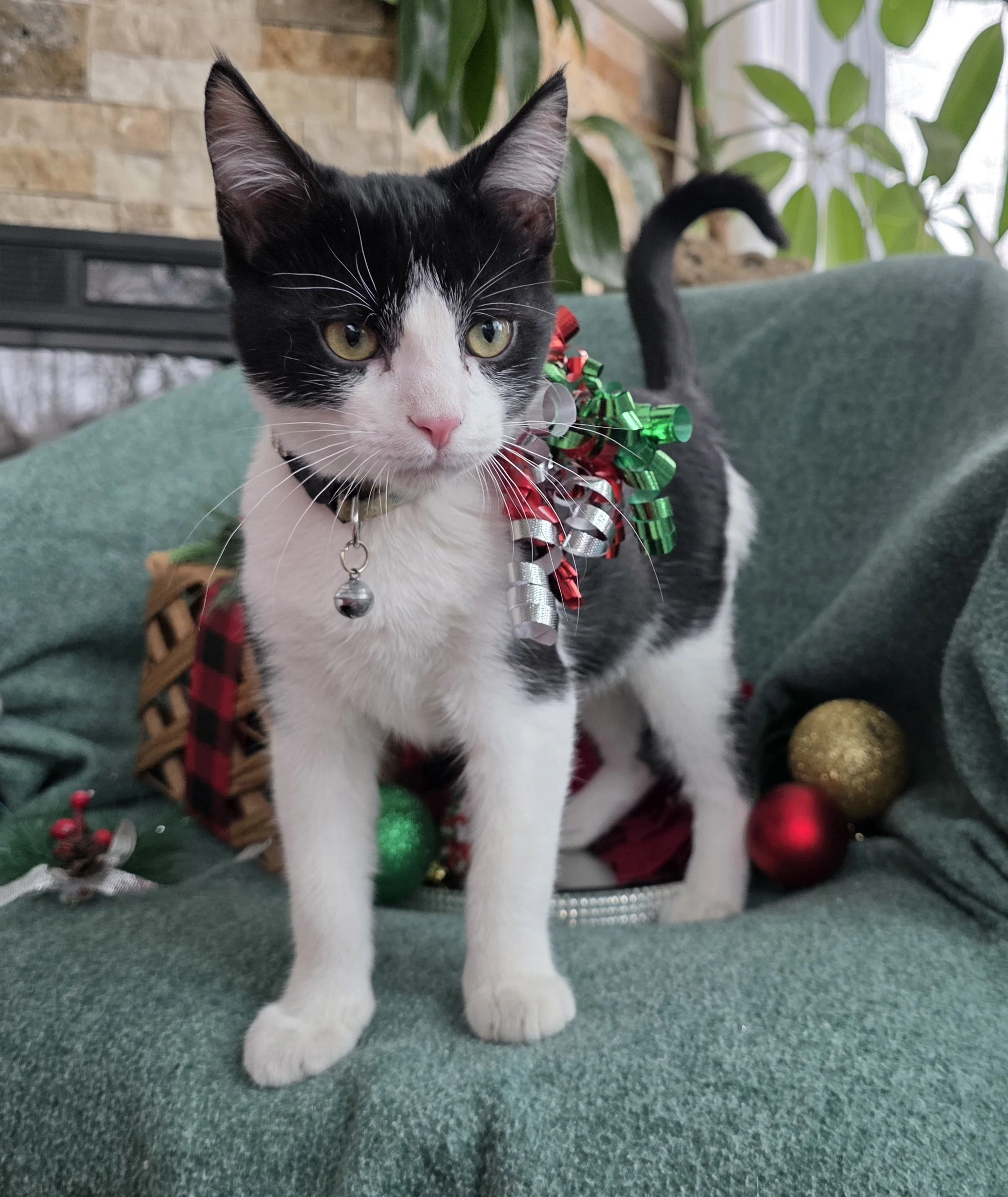 Black & White Male Kitten for Adoption in the Brainerd, MN Area