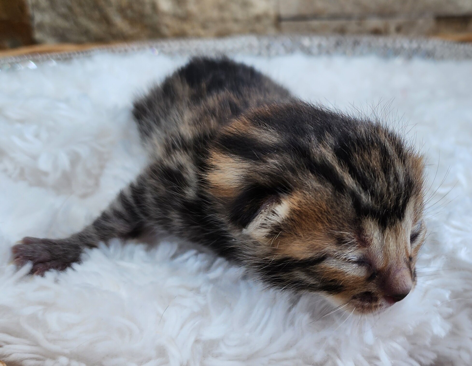 Purebred TICA Registered Male Brown Rosette Bengal Kitten Available in Minnesota