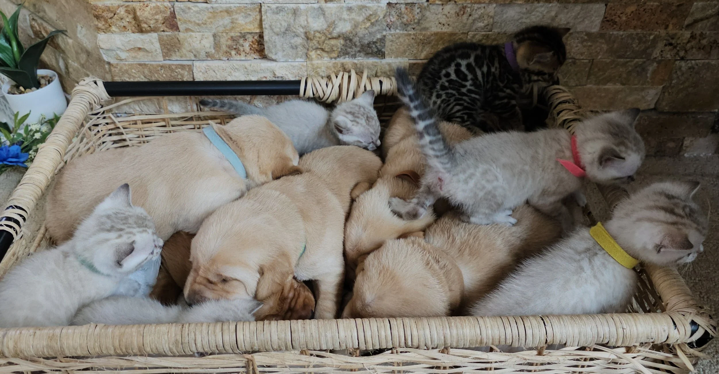 Labrador Retriever Puppies and Bengal Kittens