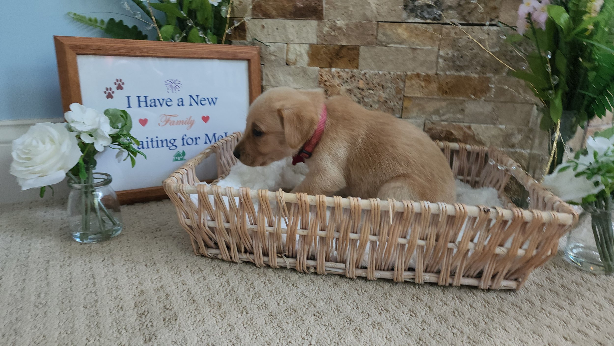 AKC Yellow Fox Red Labrador Retriever Puppies Available in Minnesota