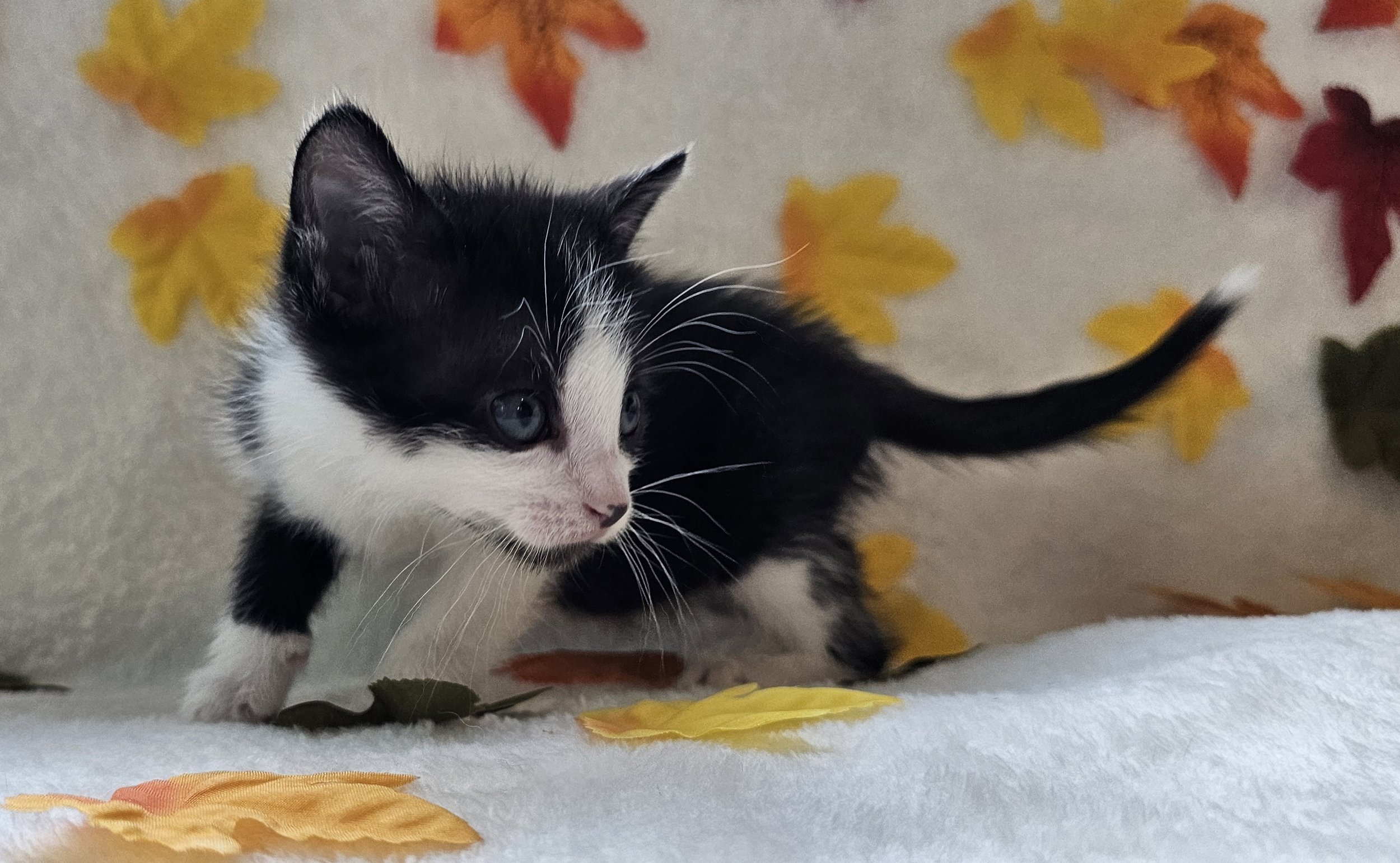 Female Black & White Tuxedo Cat/Kitten