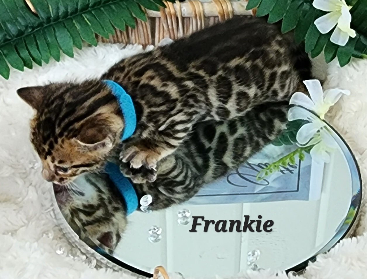 Male Brown/Black Rosette Bengal in Minnesota