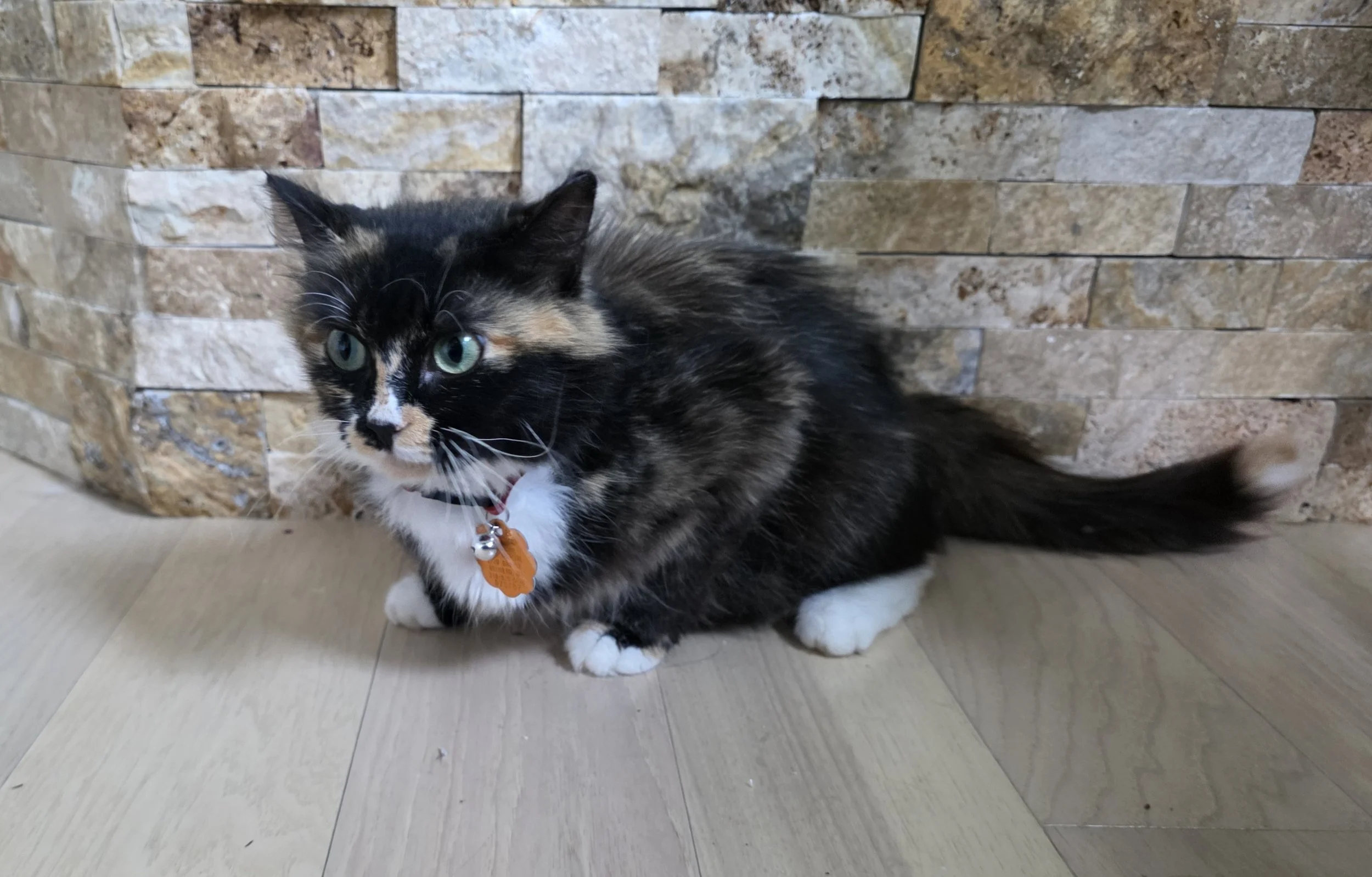 Female Tortoiseshell/Calico "Tortico" Cat for Adoption