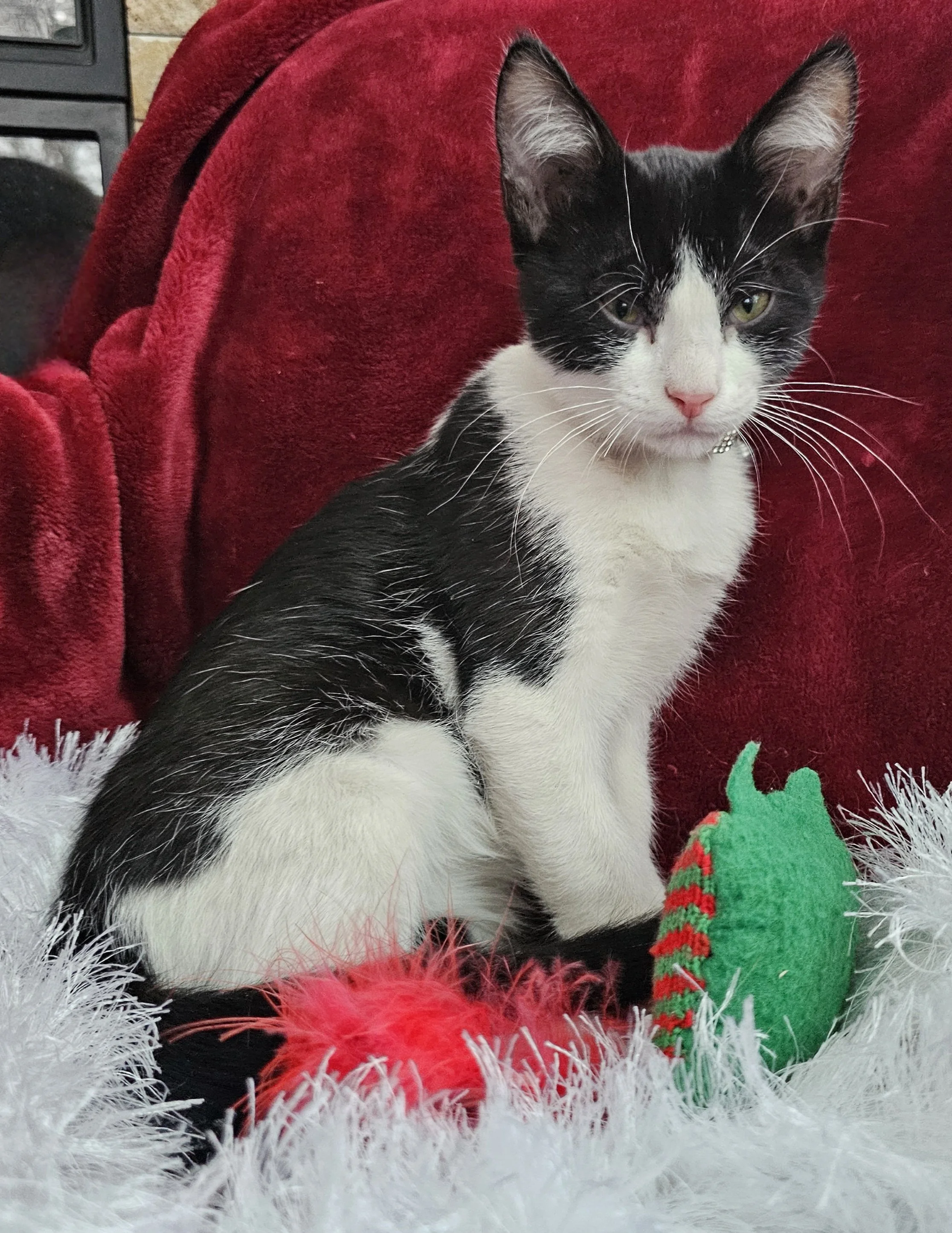 Black & White Male Kitten for Adoption in the Brainerd, MN Area