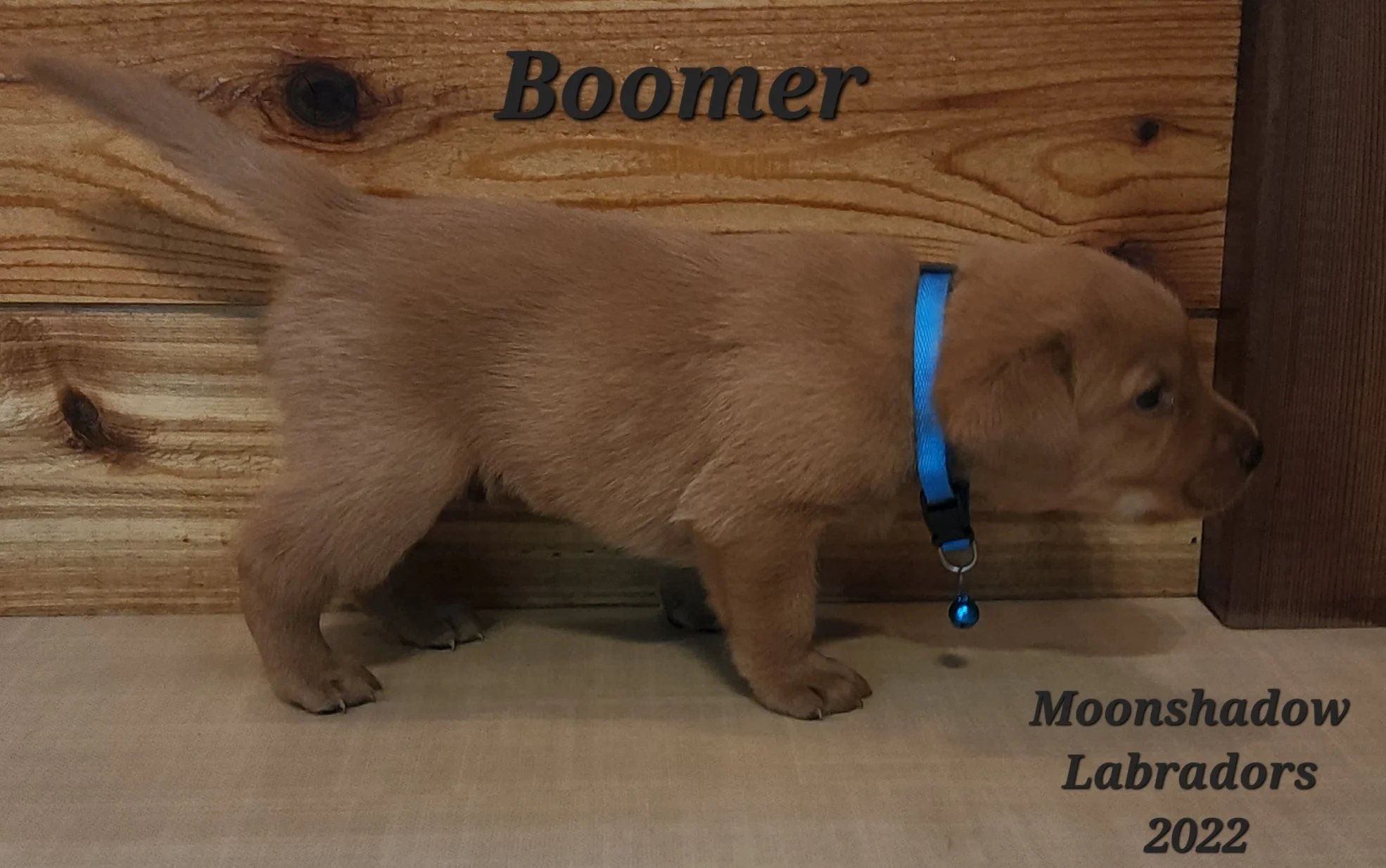 Male Yellow Fox Red Labrador Retriever Puppy in Minnesota