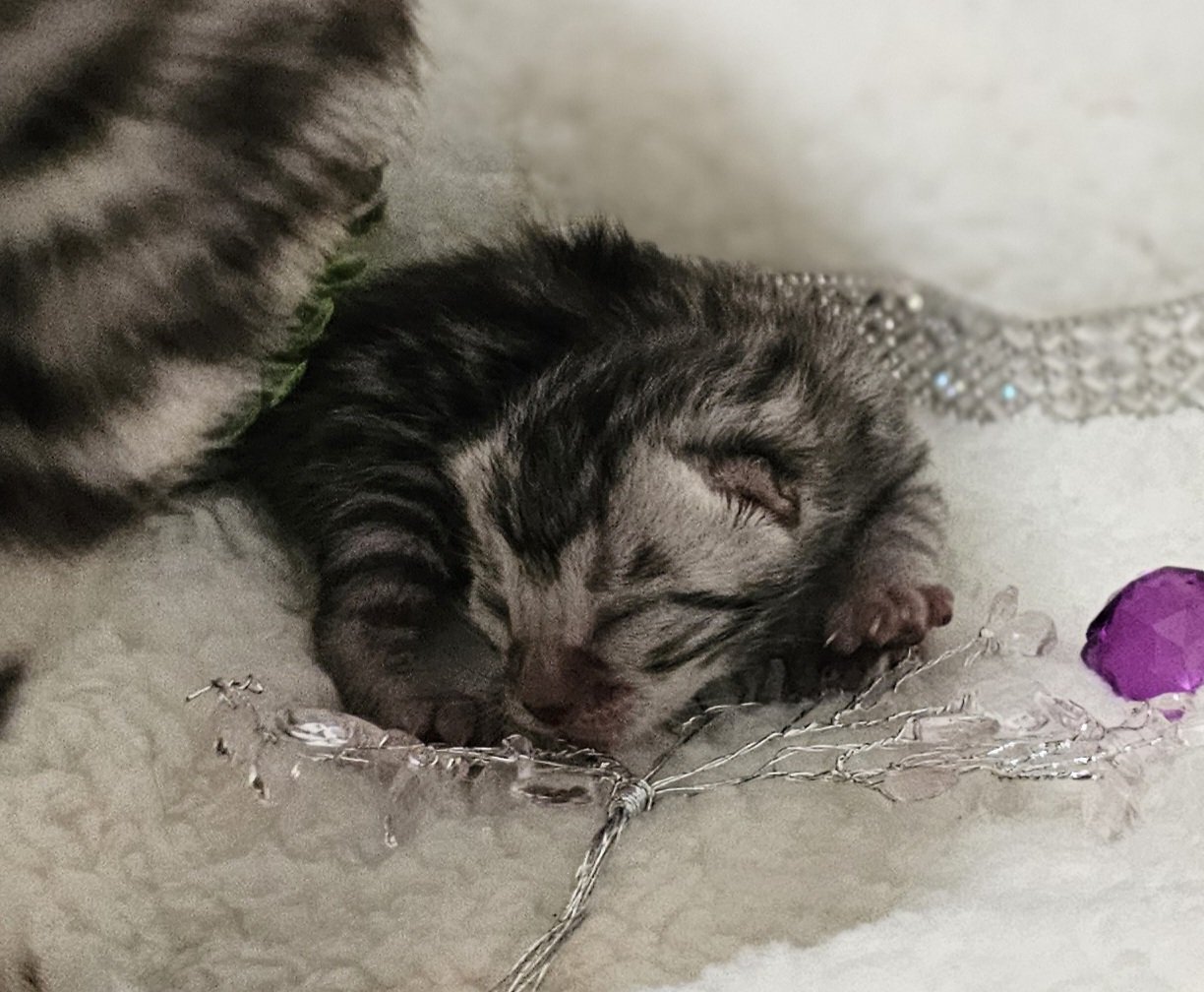 Purebred TICA Registered Female Silver Rosette Bengal Kitten in Minnesota