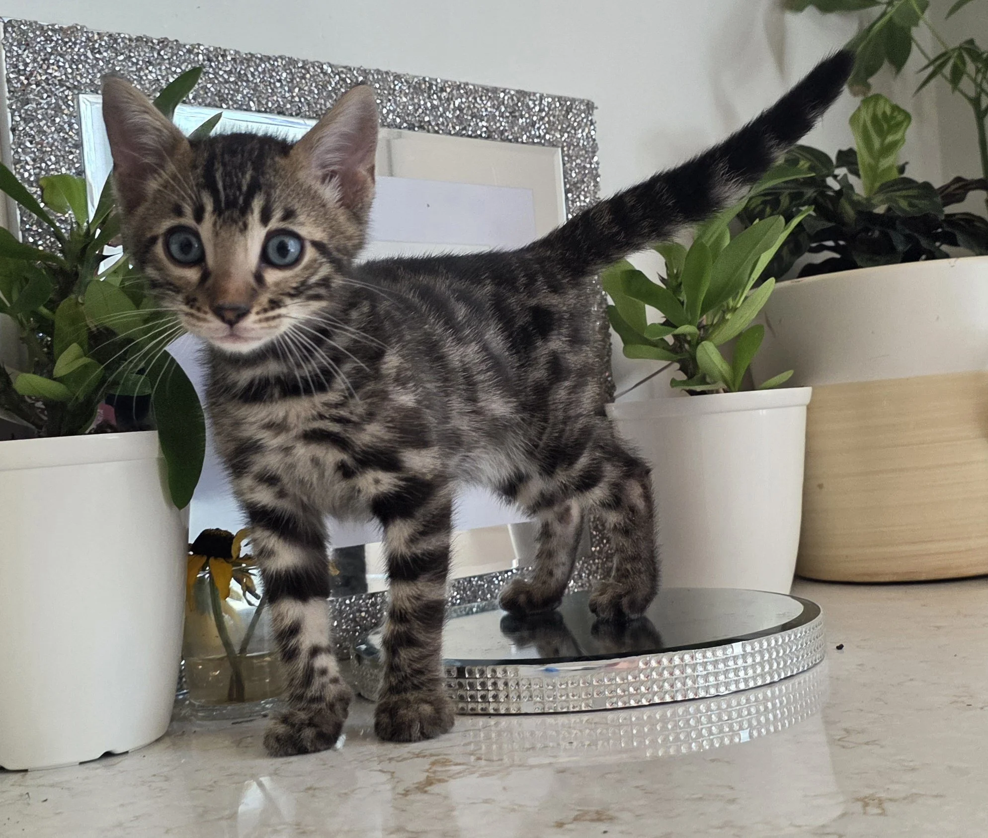 Nine-Week-Old Dark Brown Male Bengal Kitten