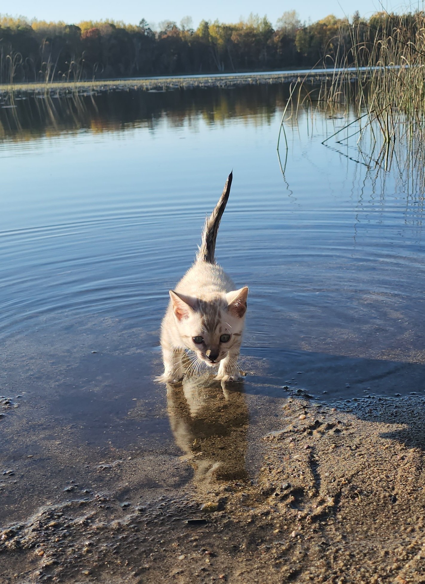 Male Snow Bengal in Minnesota