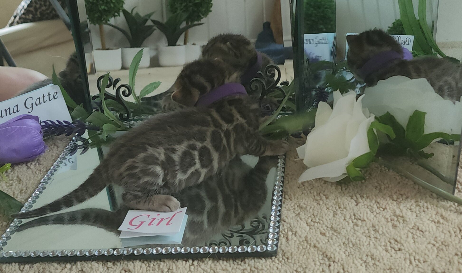 Purebred TICA Registered Male Brown Rosette Bengal Kitten Available in Minnesota