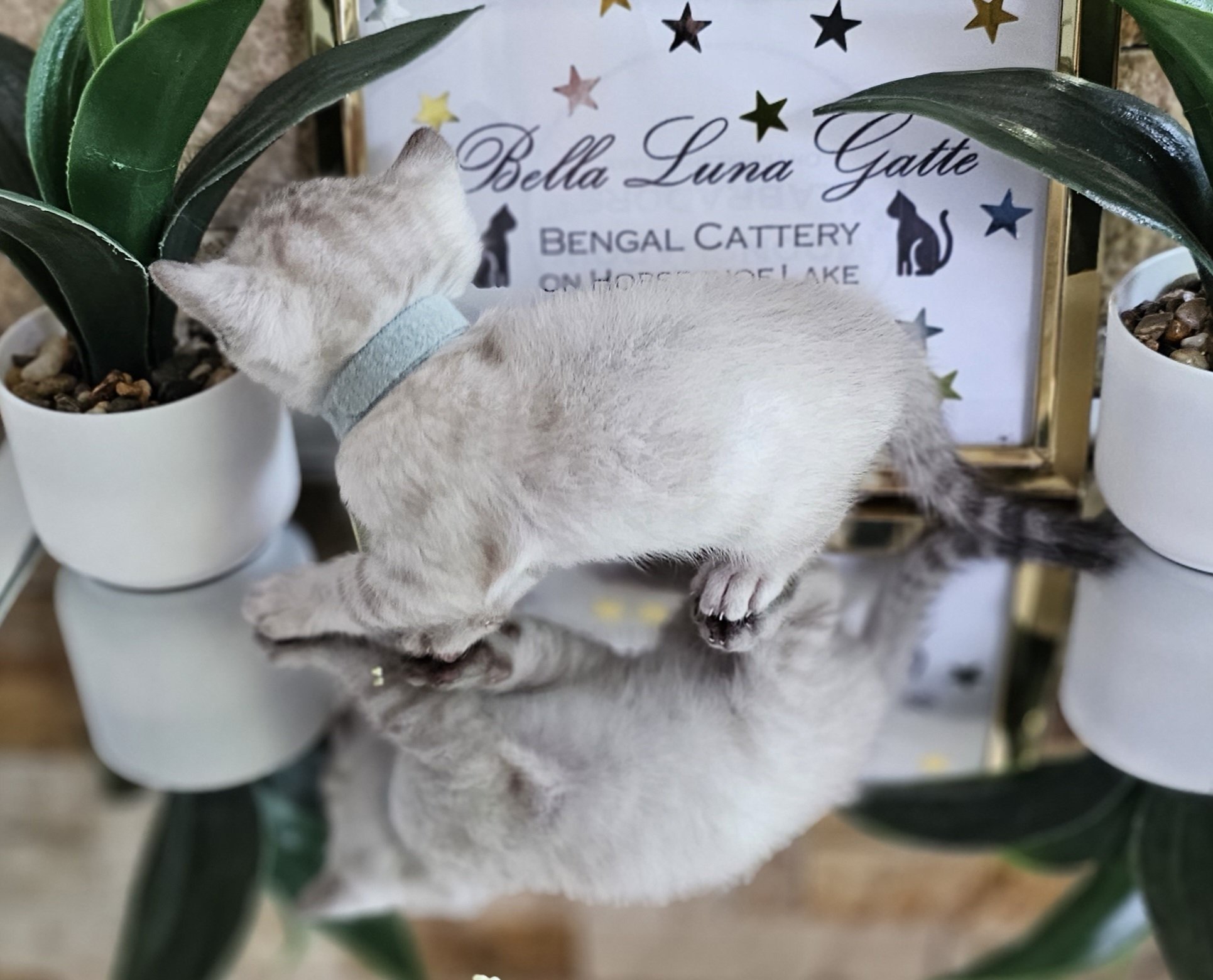 Purebred TICA Registered Male Snow Rosette Bengal Kitten in Minnesota