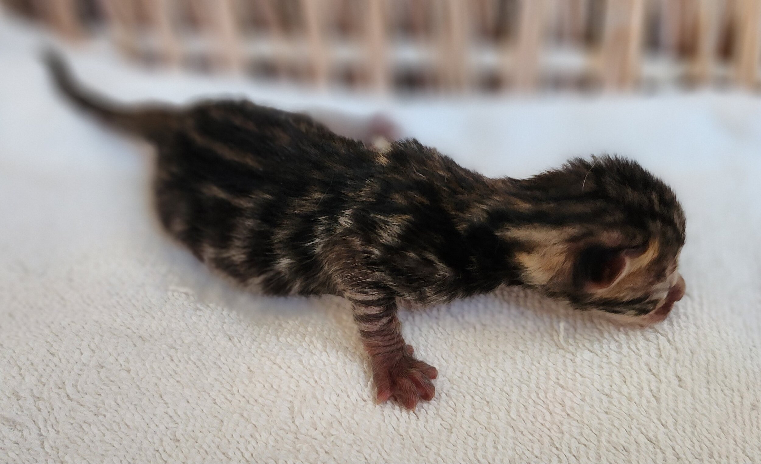 Purebred TICA Registered Female Brown Rosette Bengal Kitten Available in Minnesota