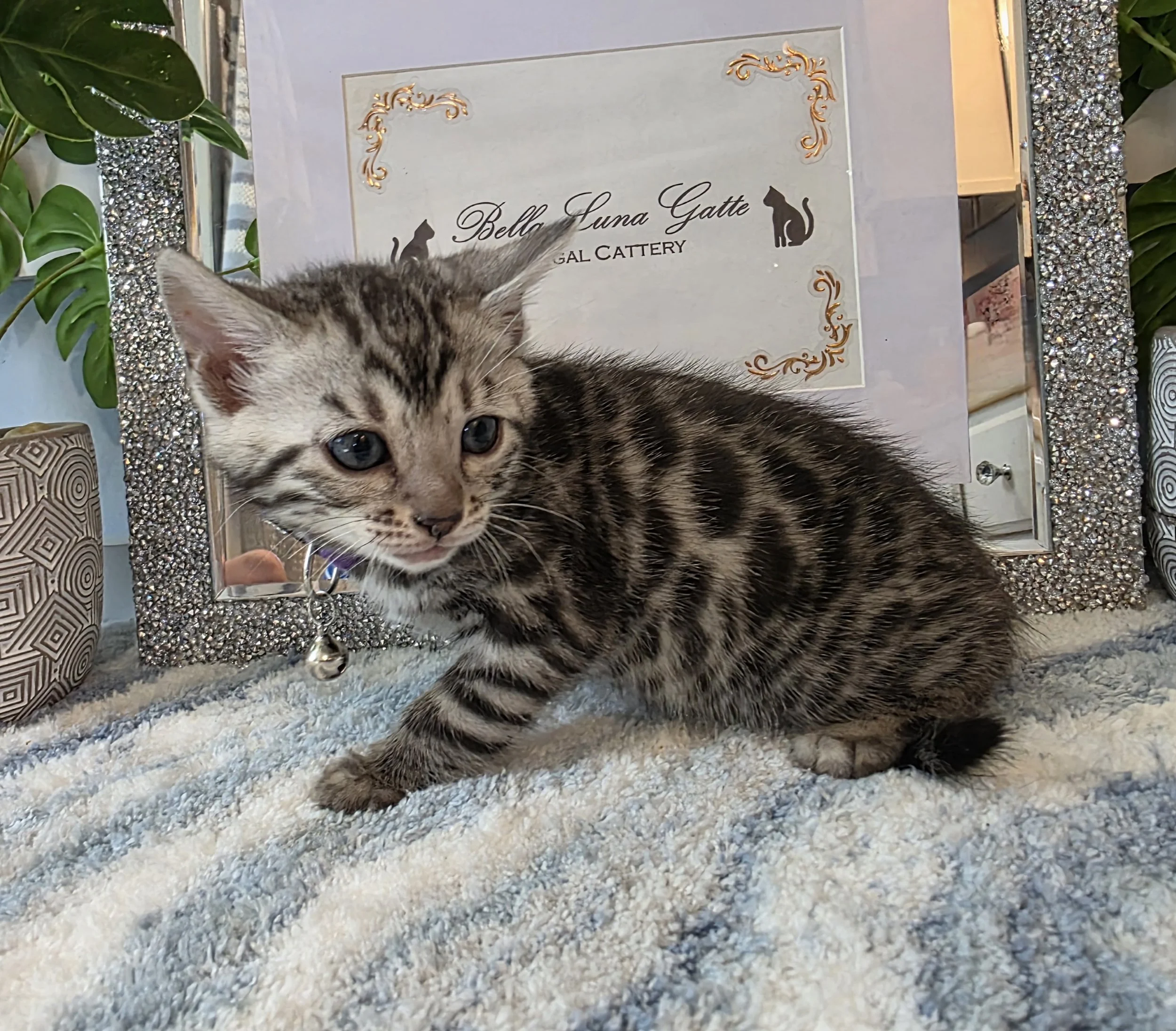 Six-Week-Old Silver Female Bengal Kitten