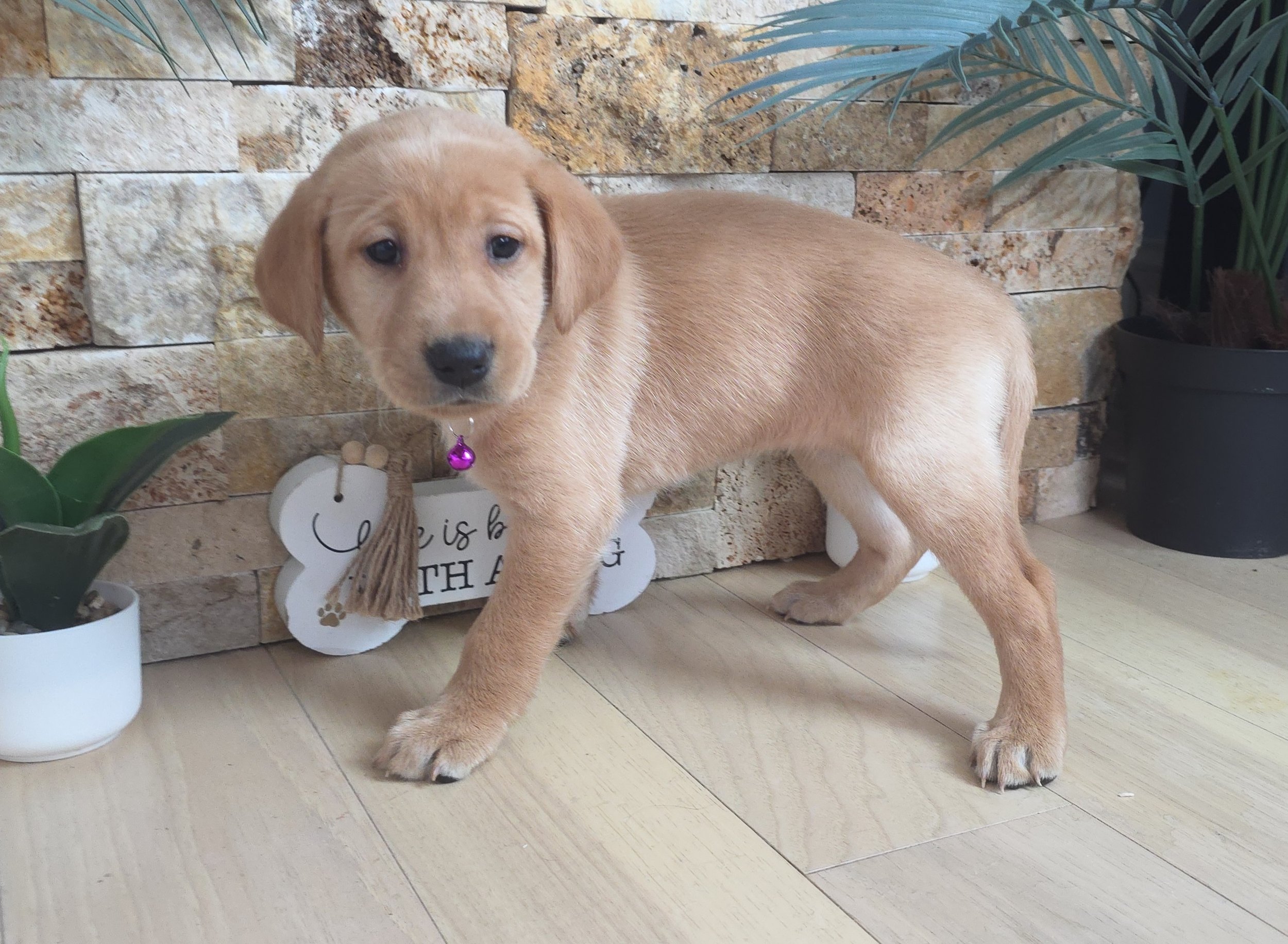 Six-Week-Old Female Yellow/Fox Red Labrador Retriever Puppy