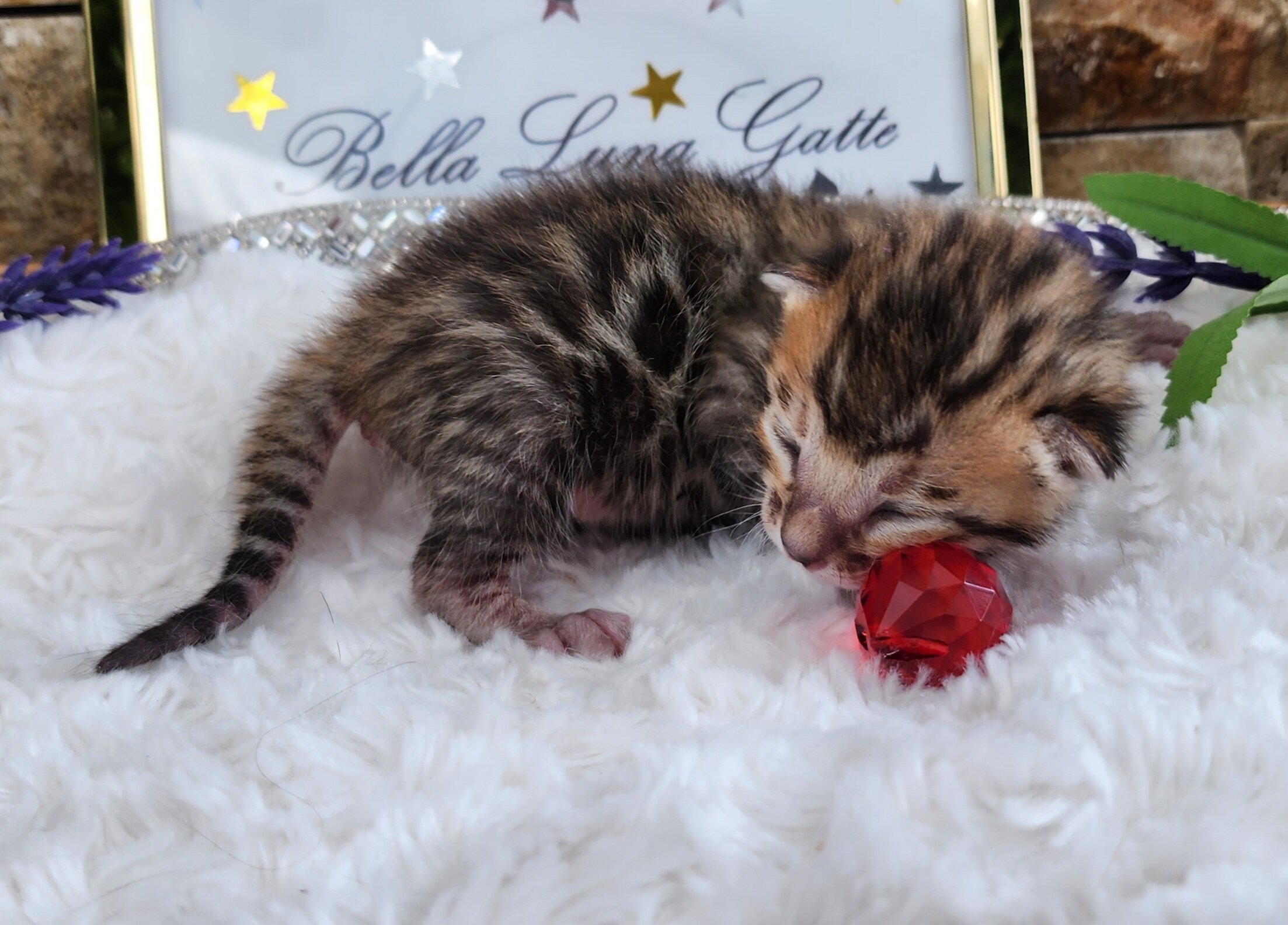 Purebred TICA Registered Female Snow Rosette Bengal Kitten in Minnesota