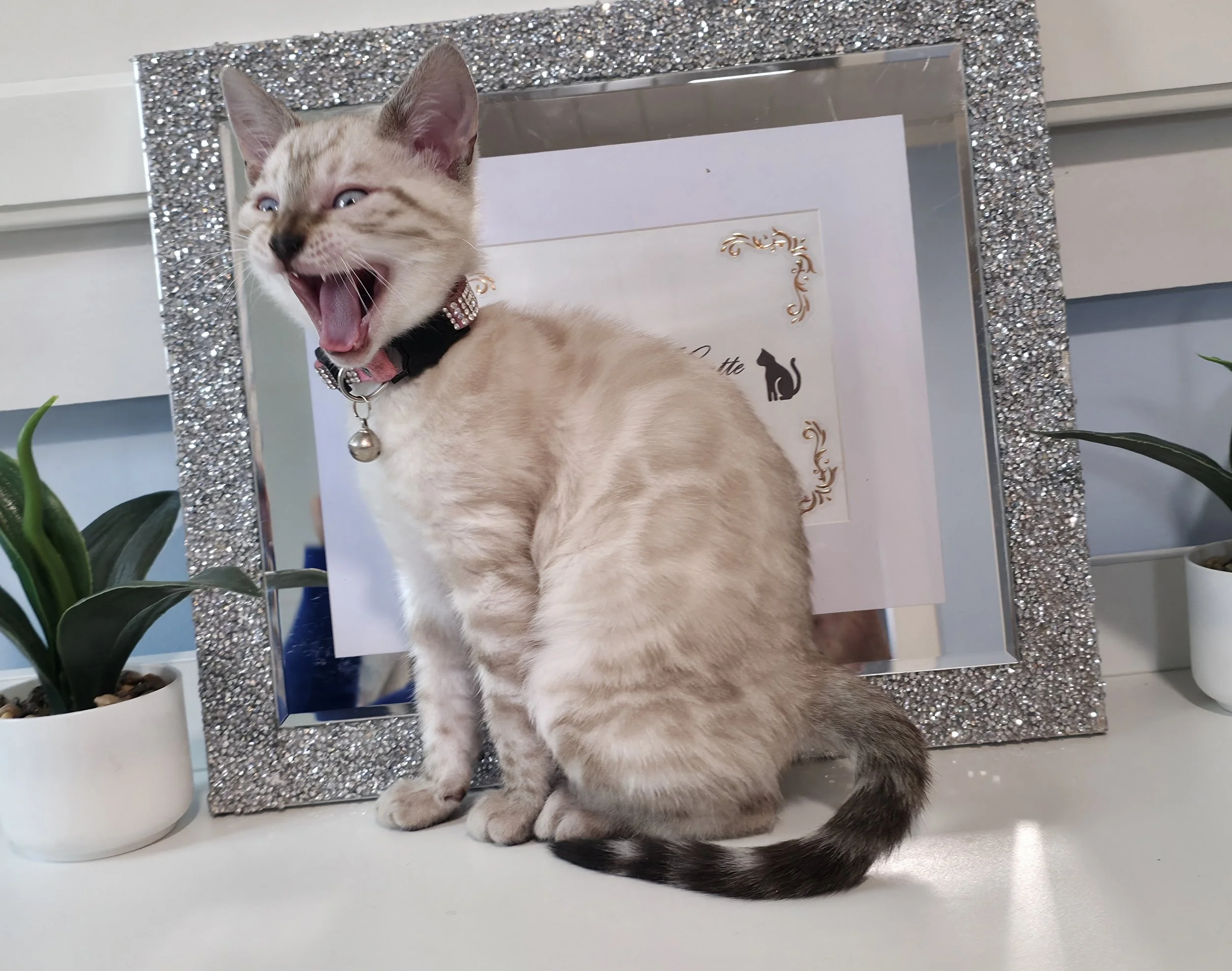 Eight-Week-Old Female Snow Lynx Bengal Kitten