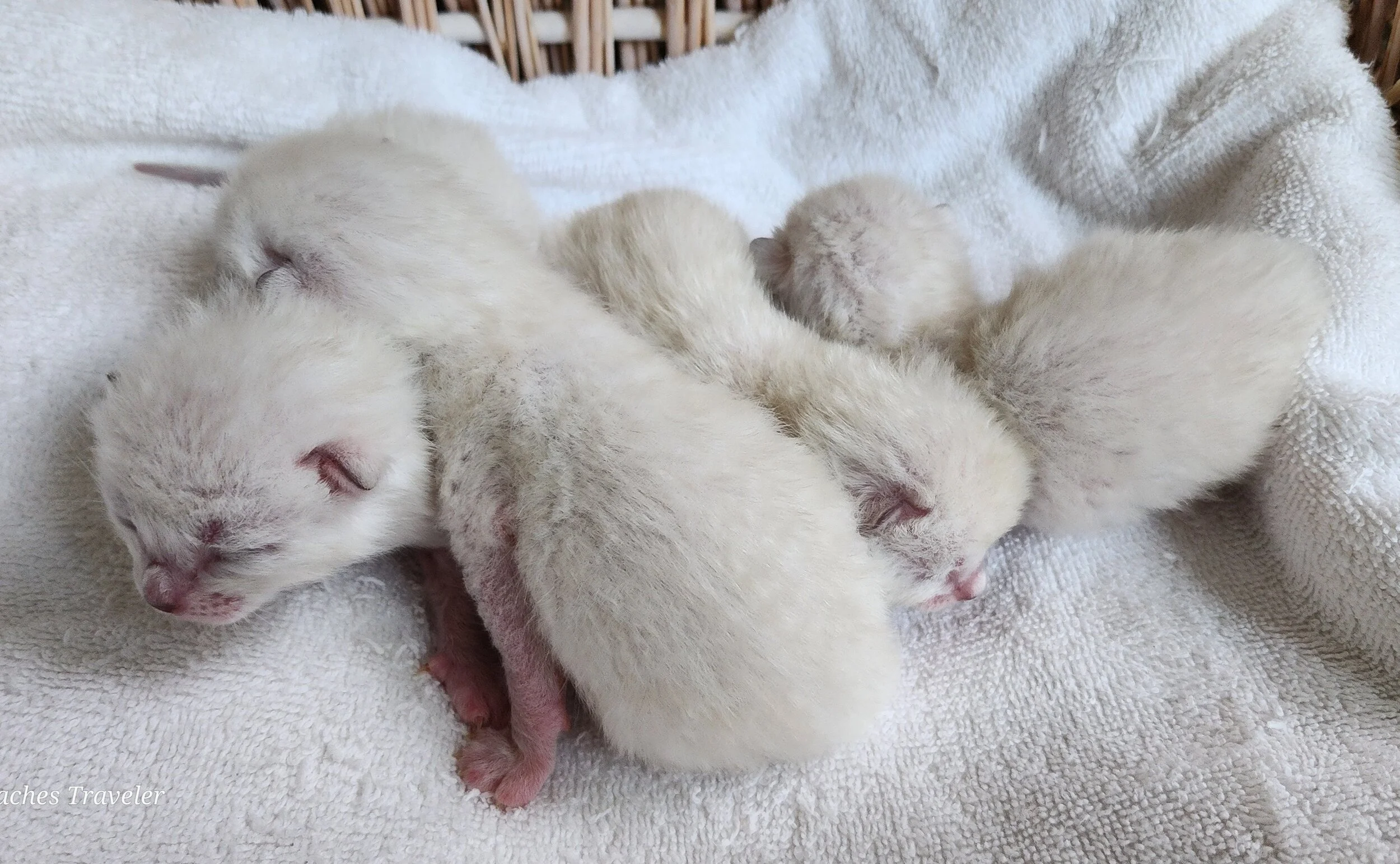 Purebred TICA Registered Male and Female Snow and Brown Rosette Bengal Kitten Available in Minnesota