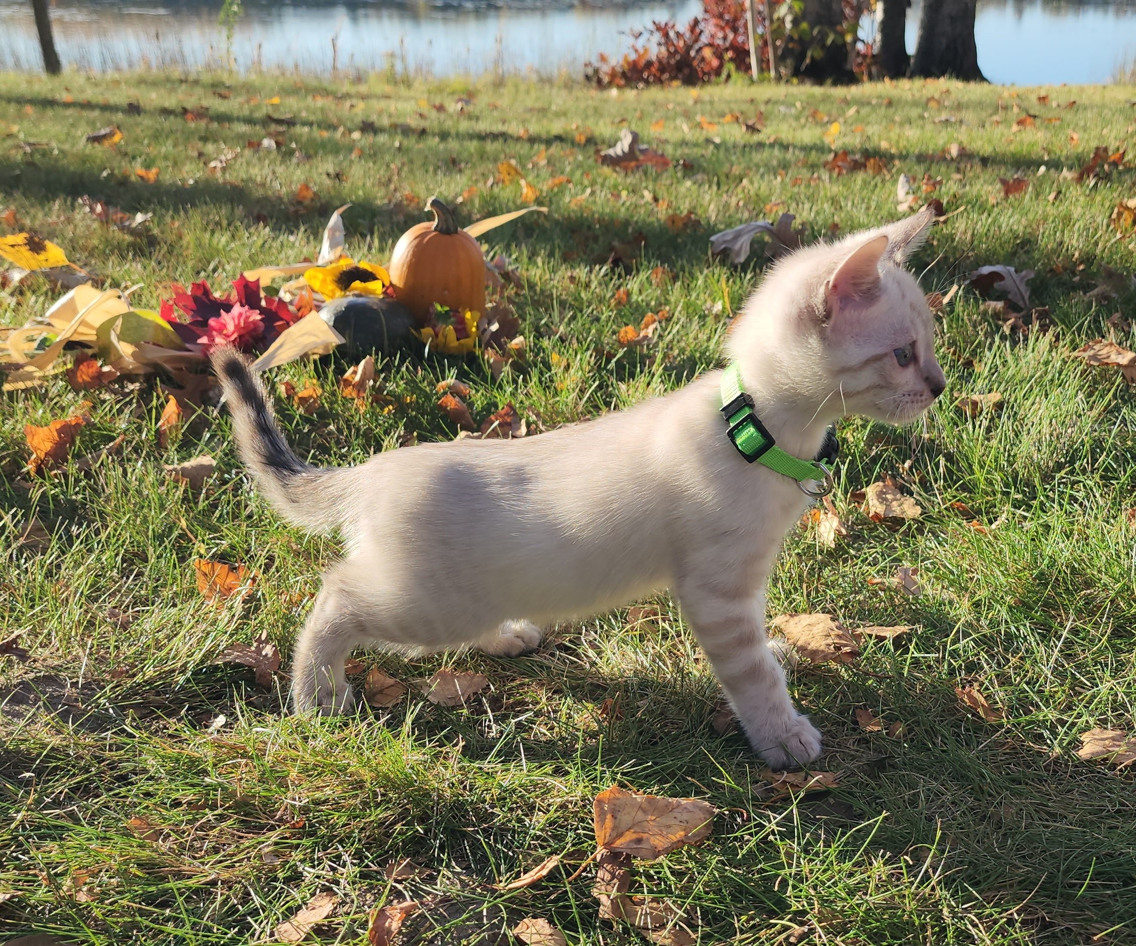 Male Snow Bengal in Minnesota