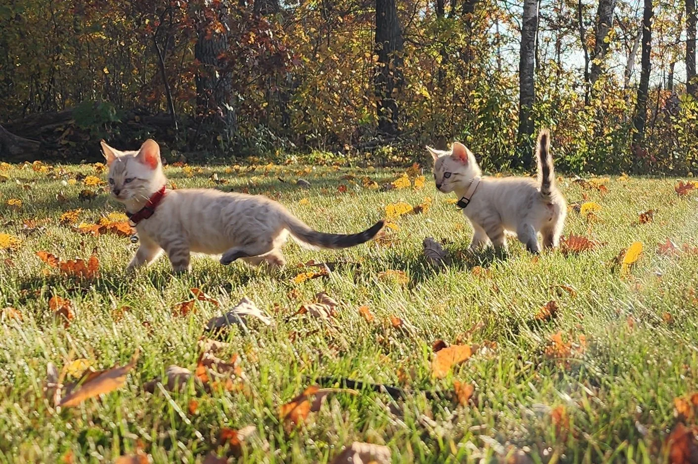 Male Snow Bengal in Minnesota