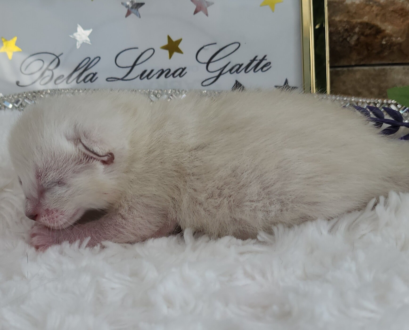 Purebred TICA Registered Female Snow Rosette Bengal Kitten in Minnesota