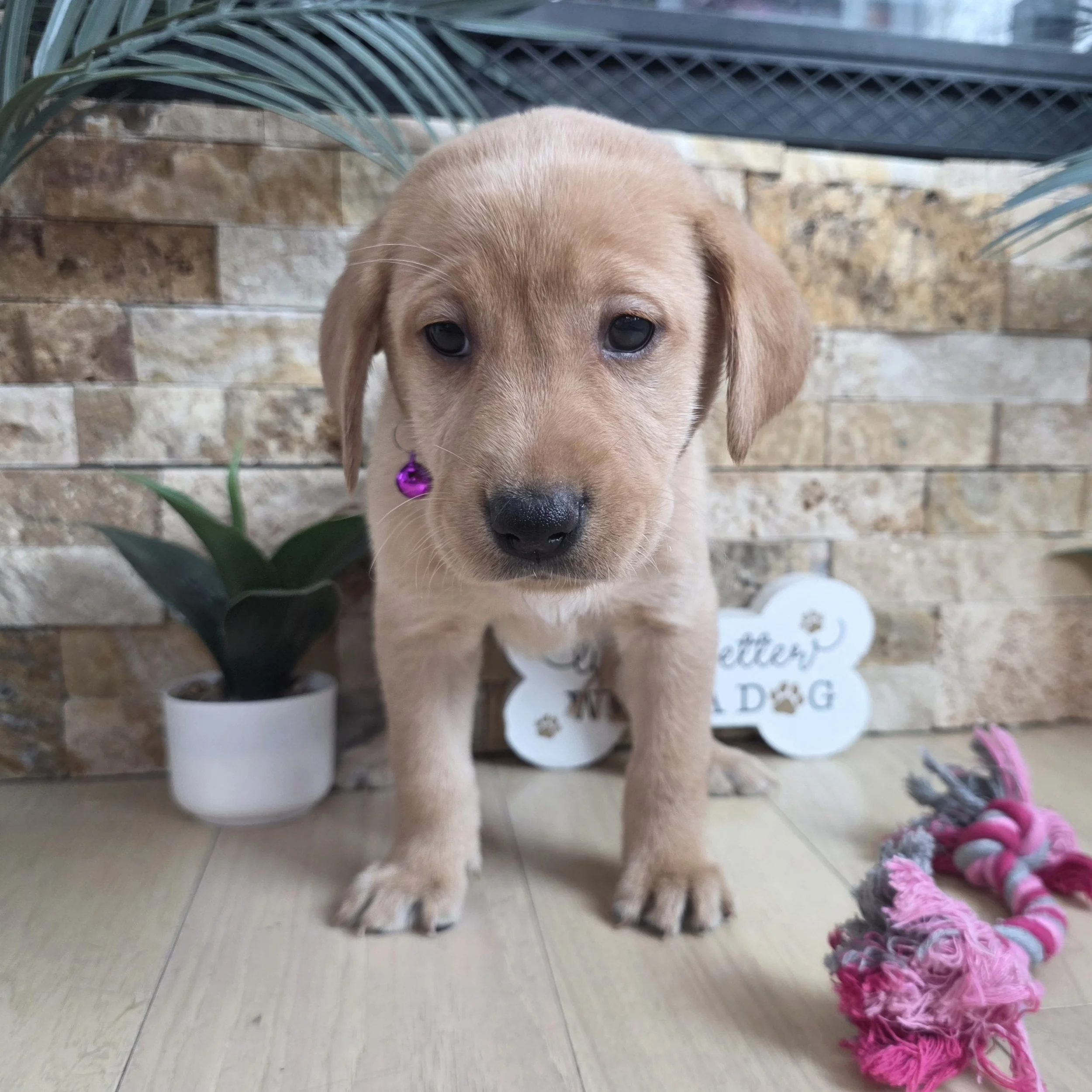Six-Week-Old Female Yellow/Fox Red Labrador Retriever Puppy