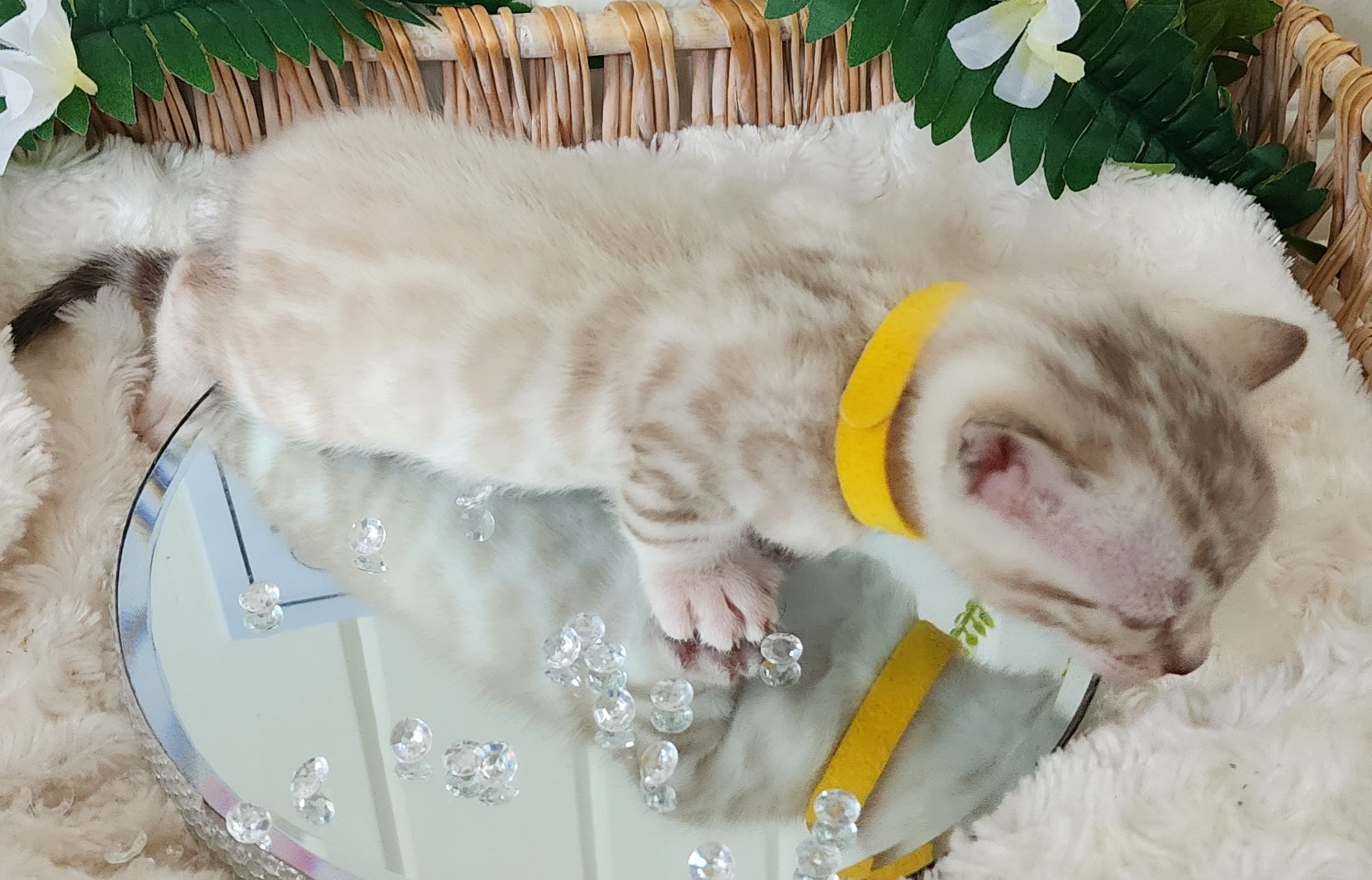 Male Snow Bengal in Minnesota