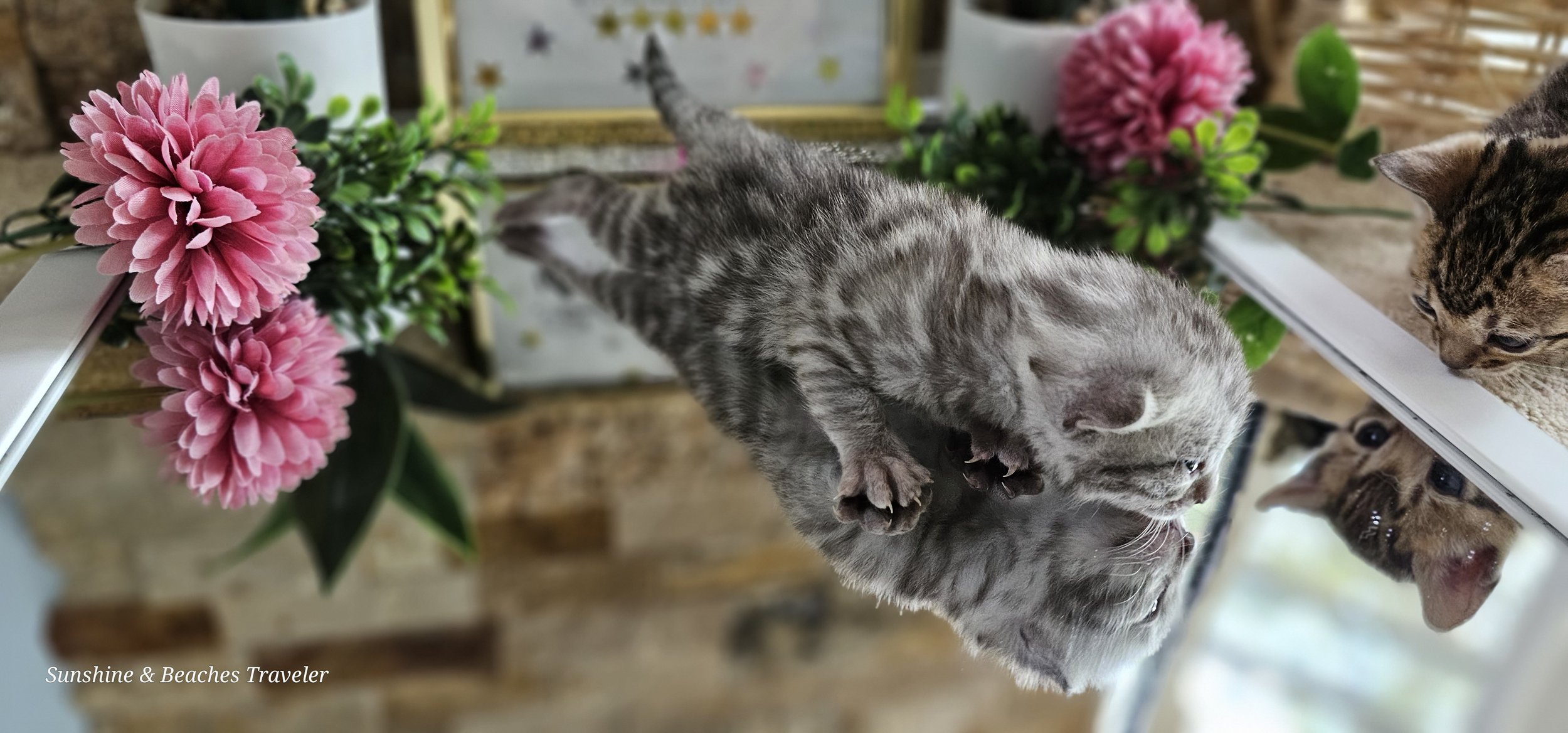 Purebred TICA Registered Female Silver Rosette Bengal Kitten in Minnesota