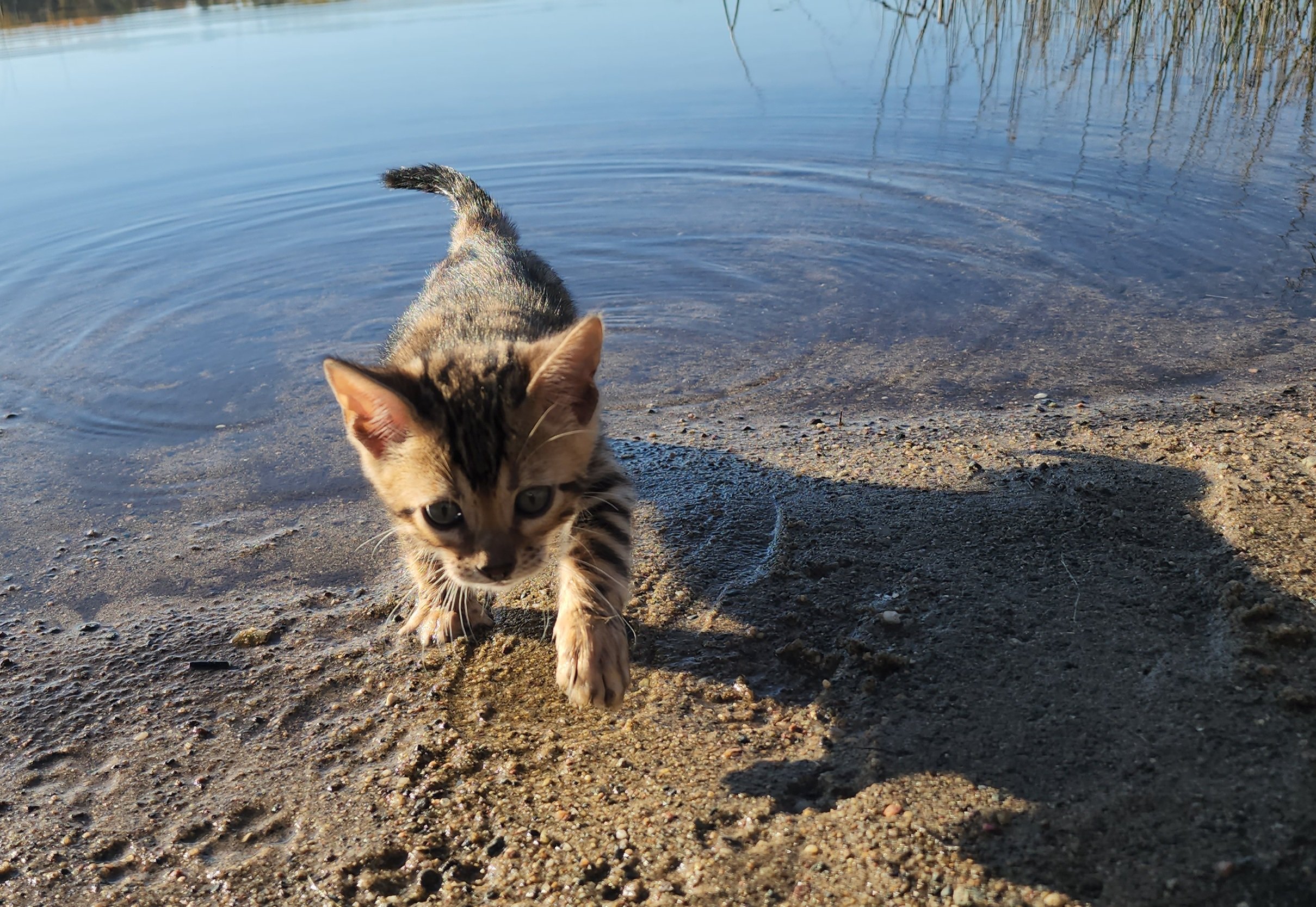 Male Brown/Black Rosette Bengal in Minnesota