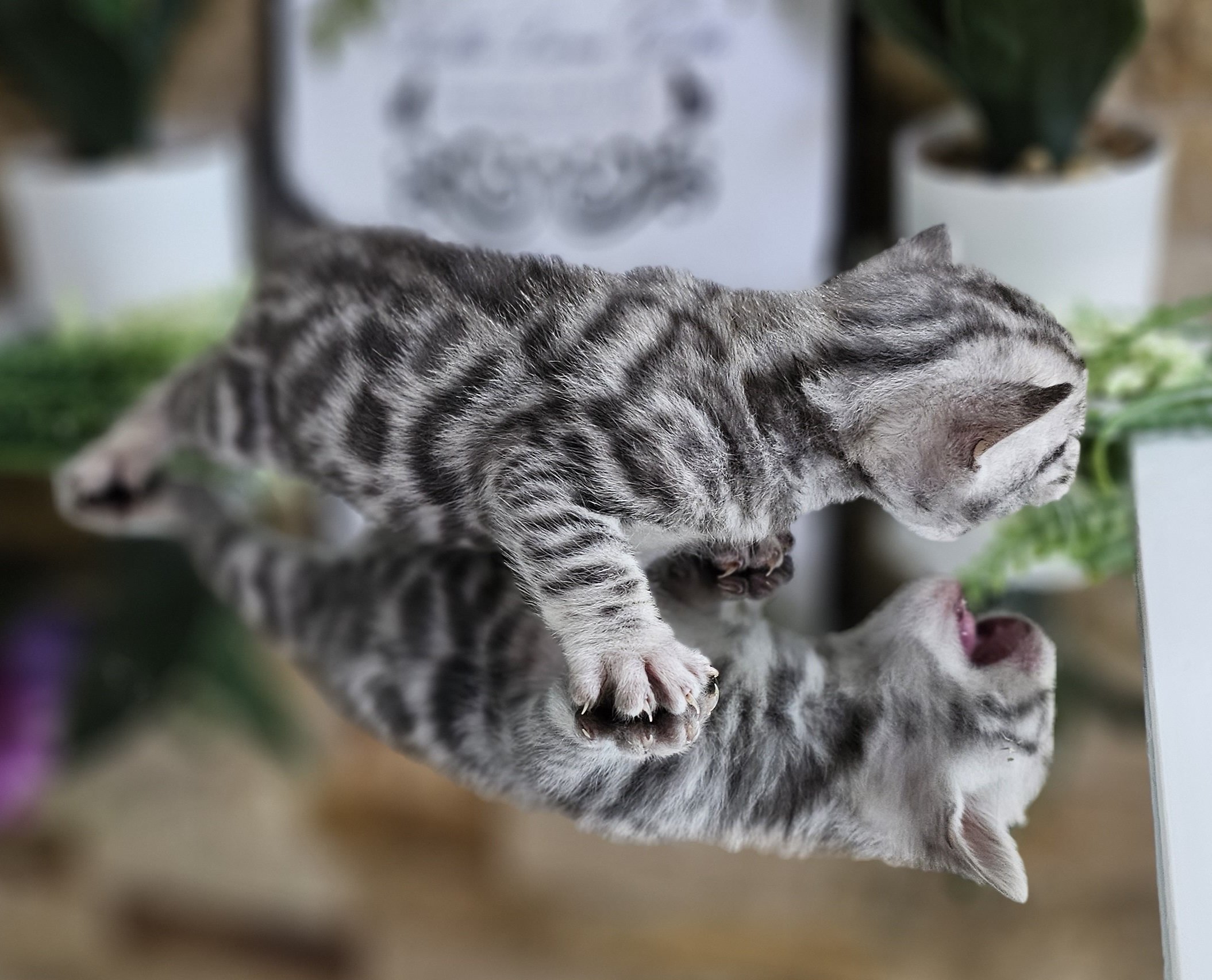 Purebred TICA Registered Female Silver Rosette Bengal Kitten in Minnesota