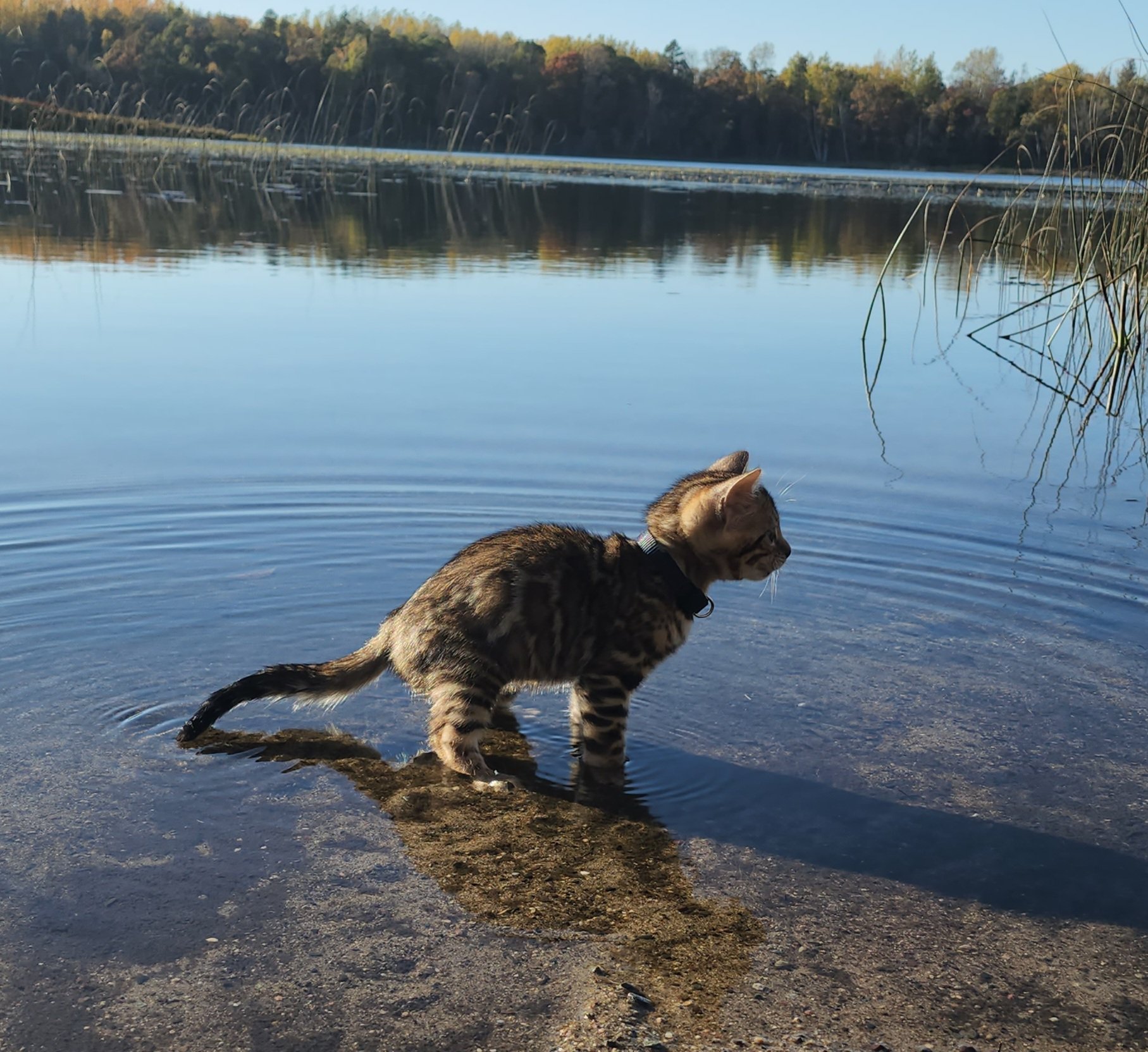 Male Brown/Black Rosette Bengal in Minnesota