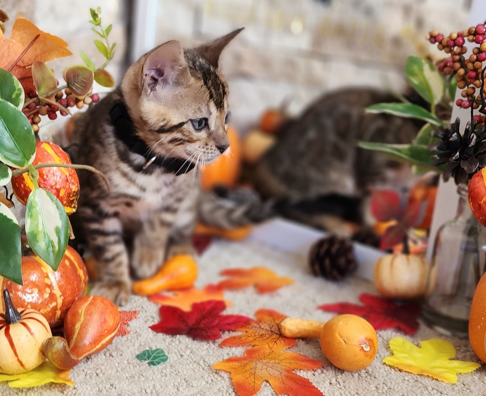Male Brown/Black Rosette Bengal in Minnesota