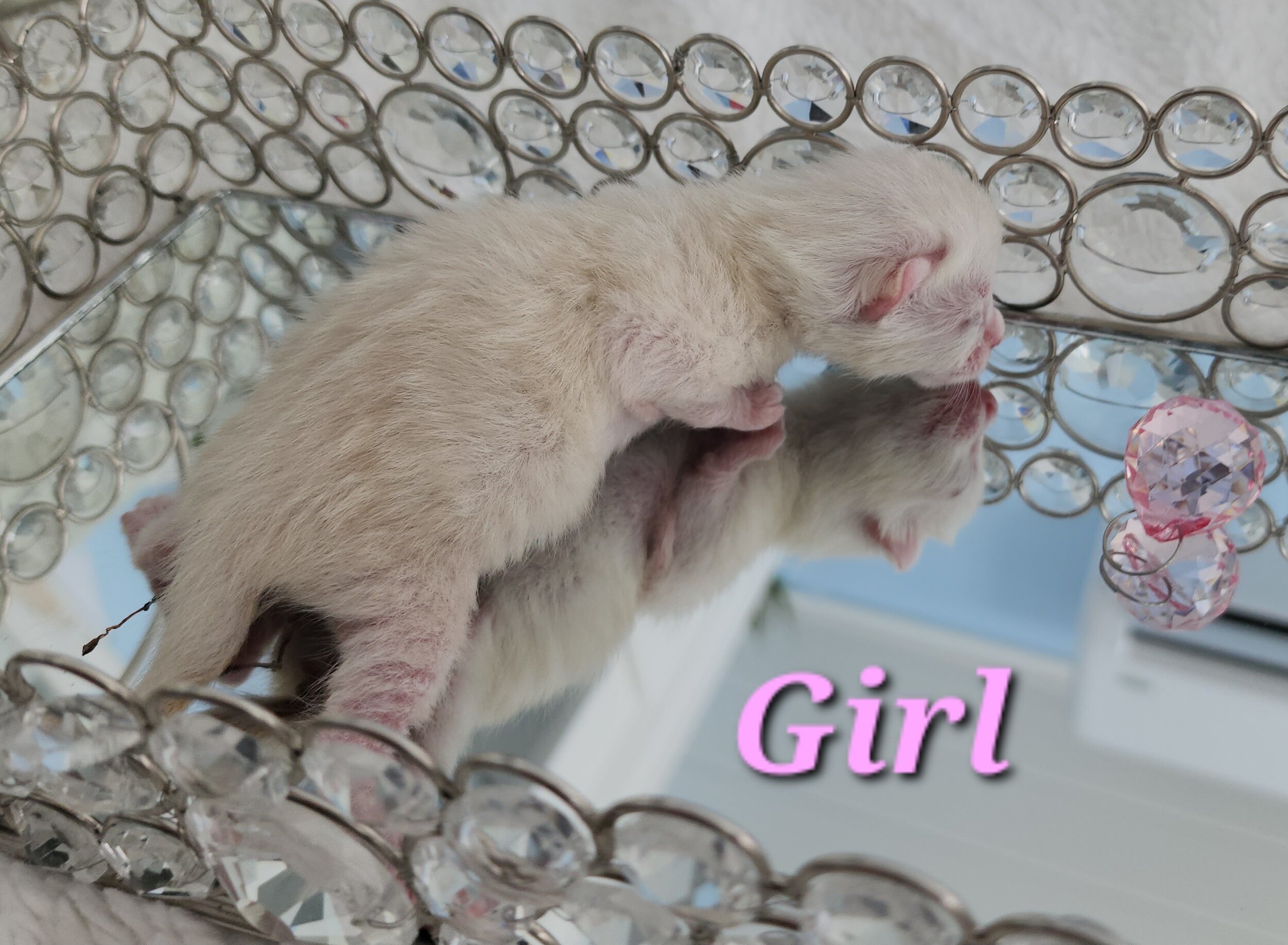 Purebred Snow Rosette Bengal Kitten in Minnesota