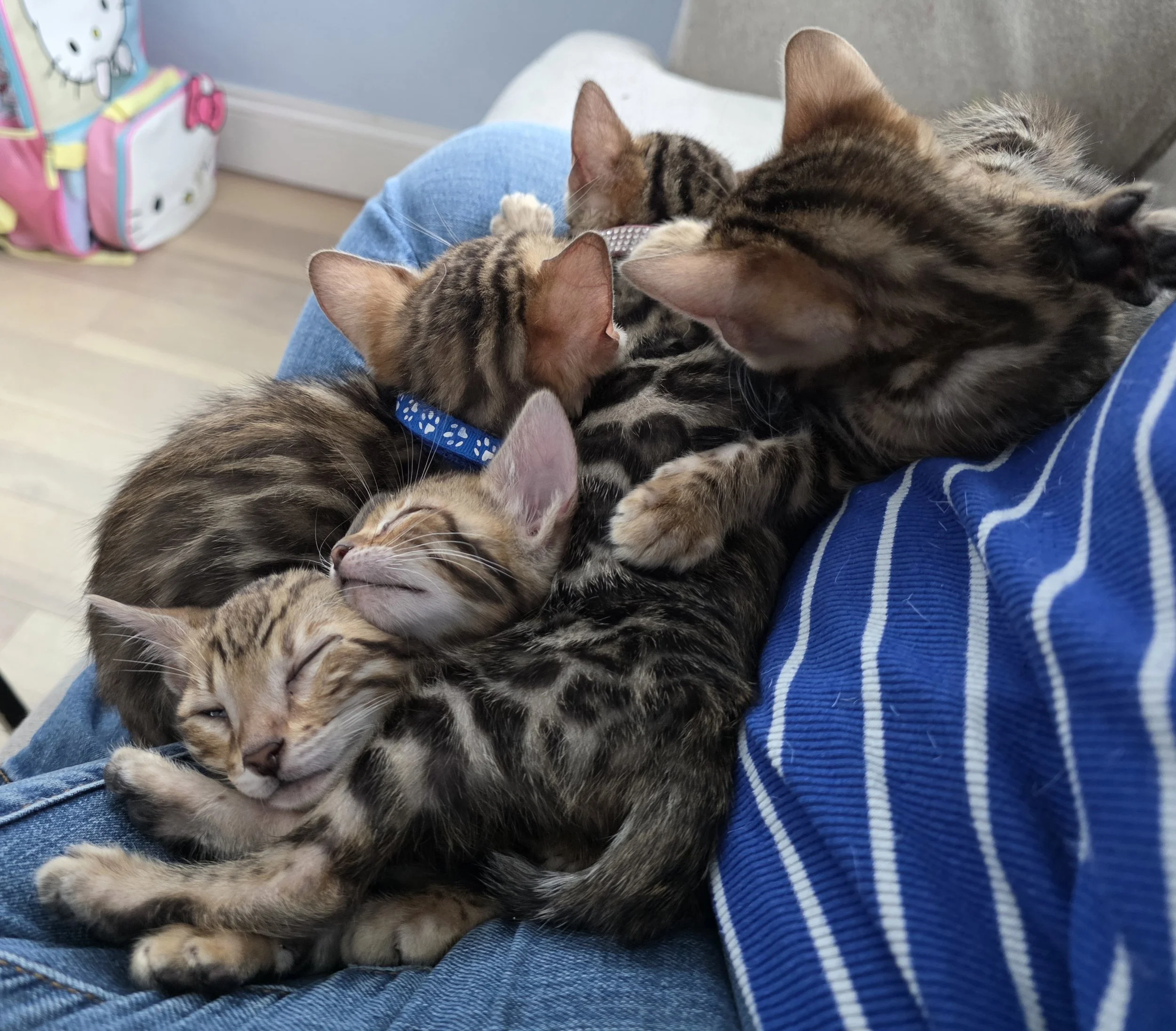 Female Brown Rosette Bengal Cat with Newborn Kittens
