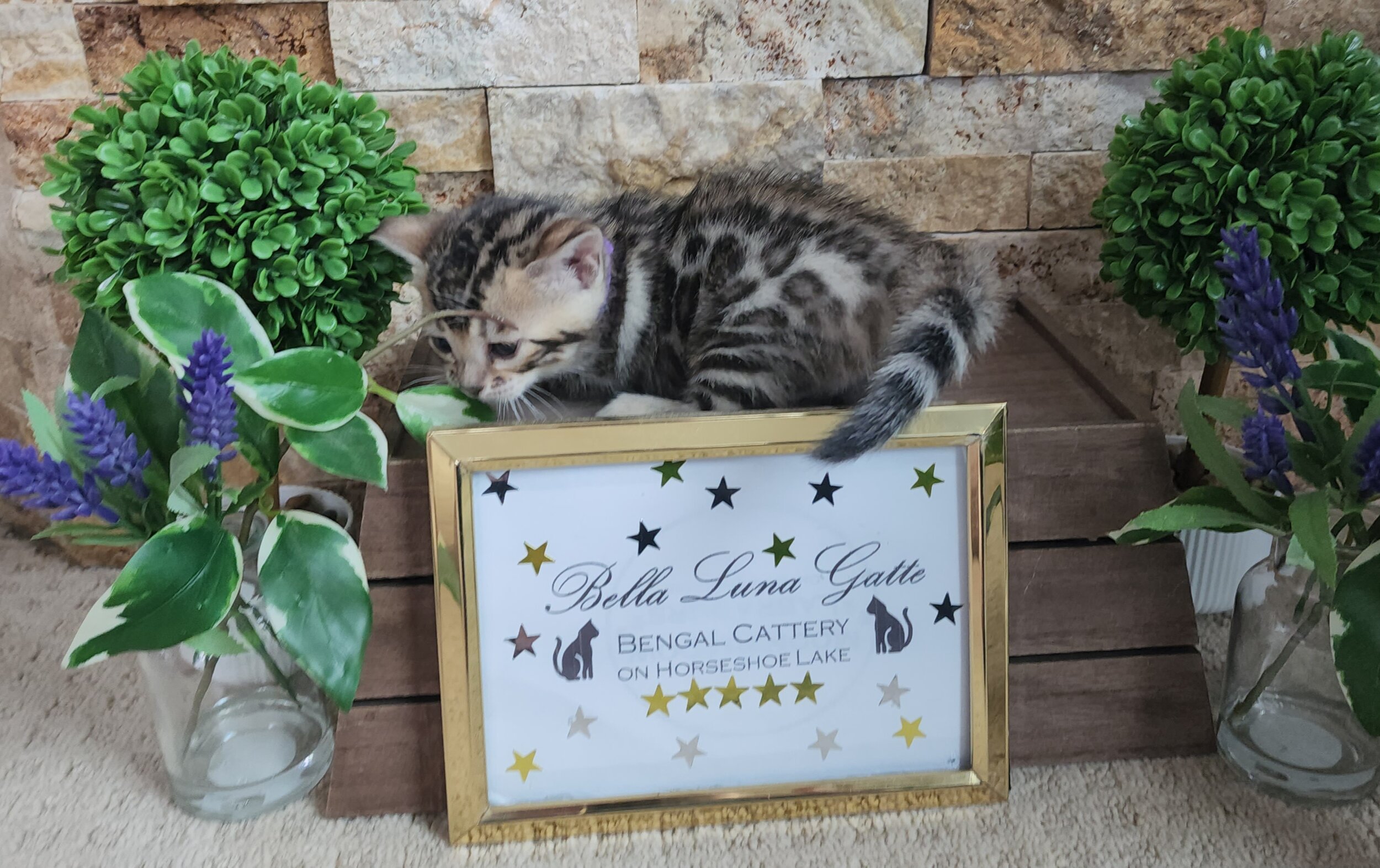 Purebred TICA Registered Female Brown Rosette Bengal Kitten Available in Minnesota