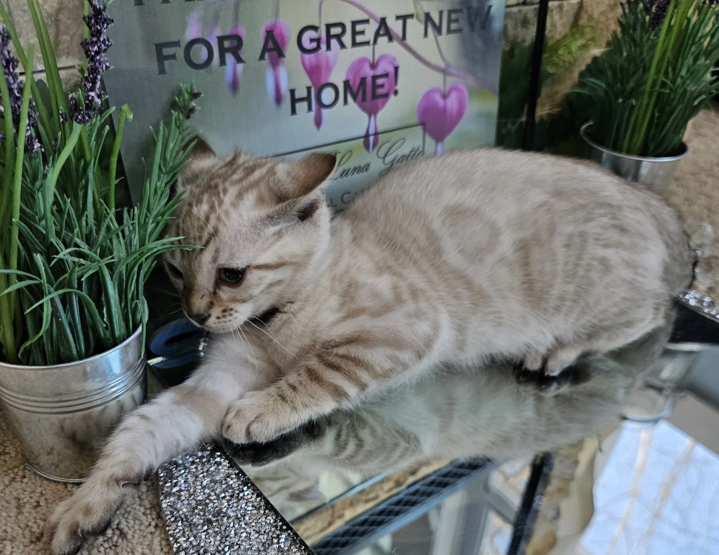 Snow Lynx Bengal Kitten