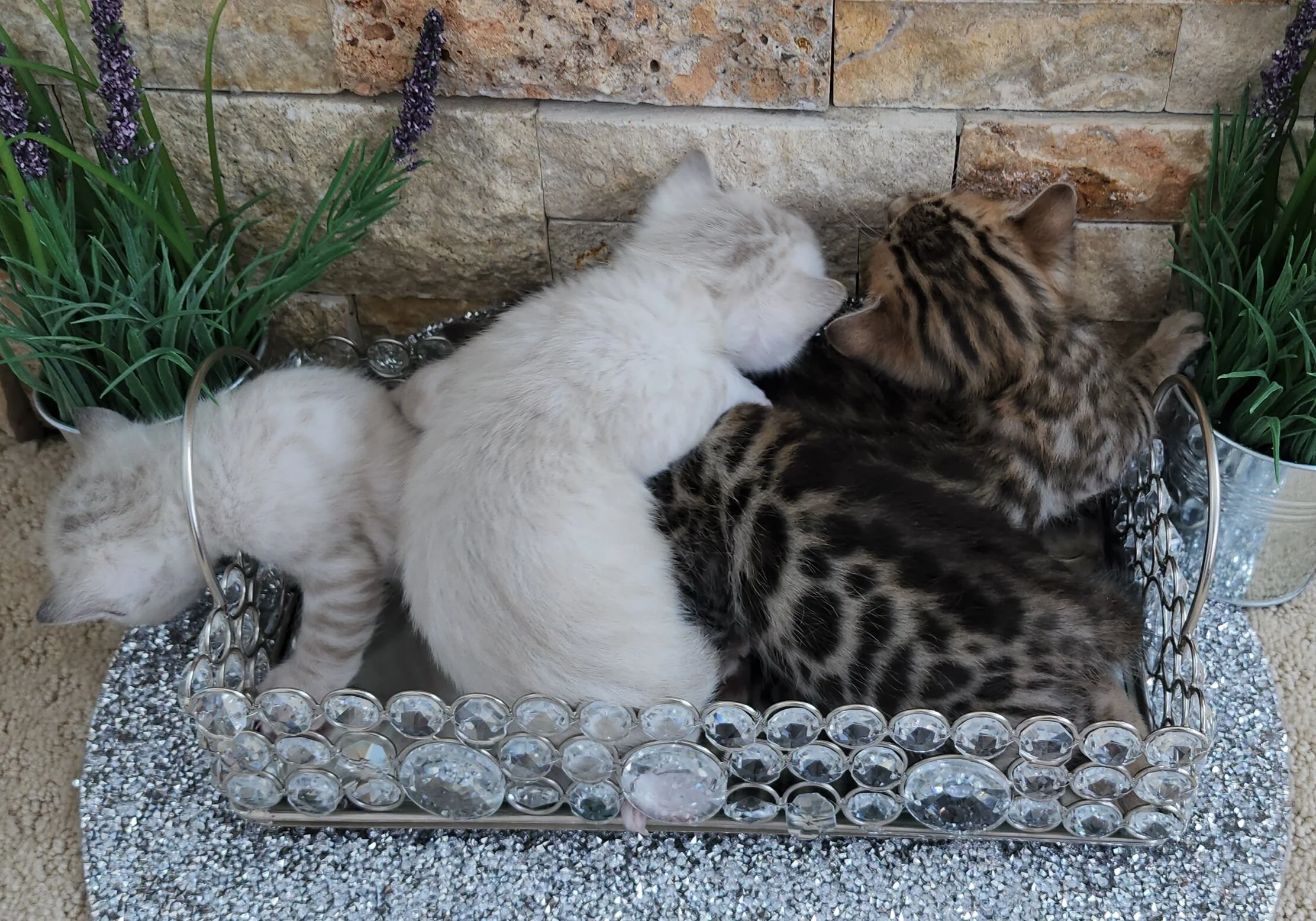 TICA Registered Brown and Snow Rosette Bengal Kittens Available in Minnesota 