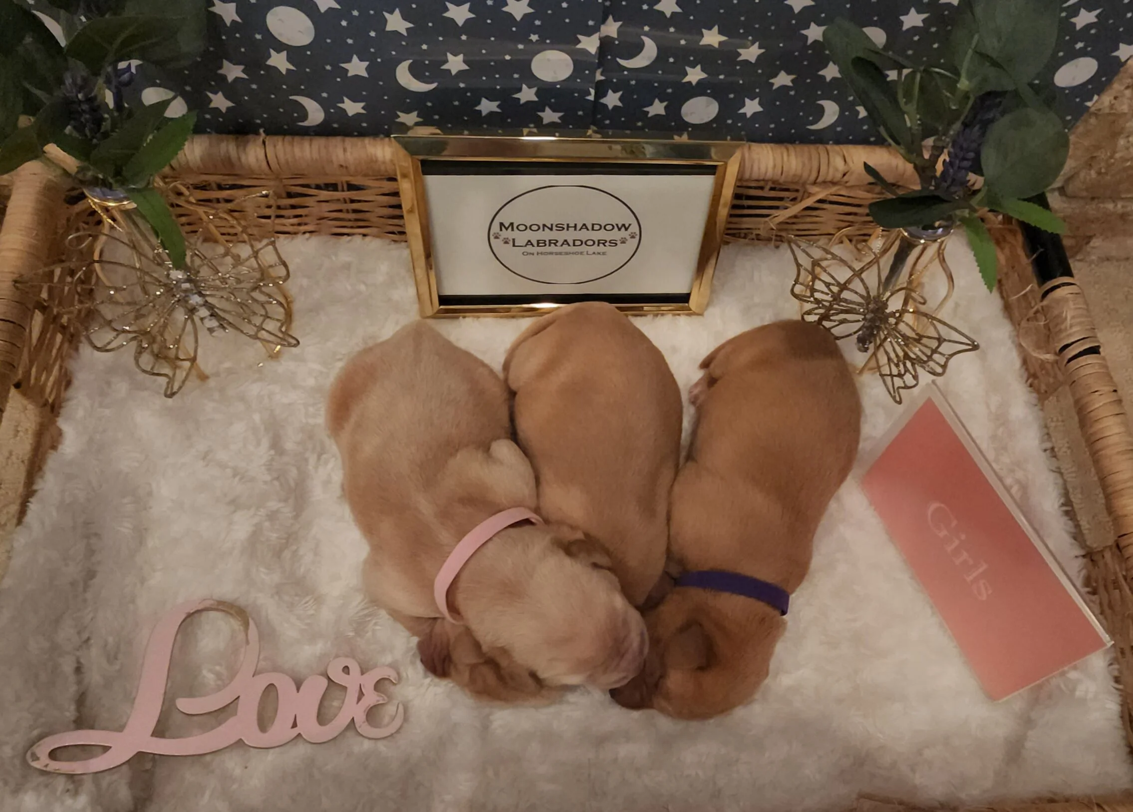 AKC Yellow Fox Red Labrador Retriever Puppies Available in Minnesota