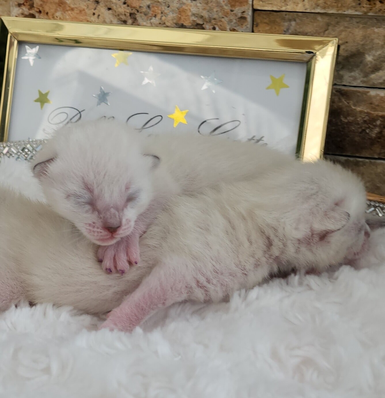 Purebred TICA Registered Snow Rosette Bengal Kittens in Minnesota